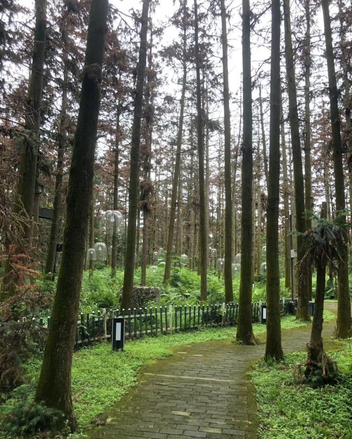 象山森林公园旅行图片 1