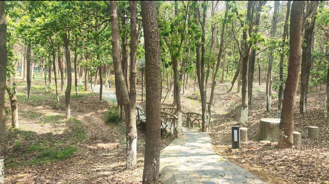 象山森林公园旅行图片 1
