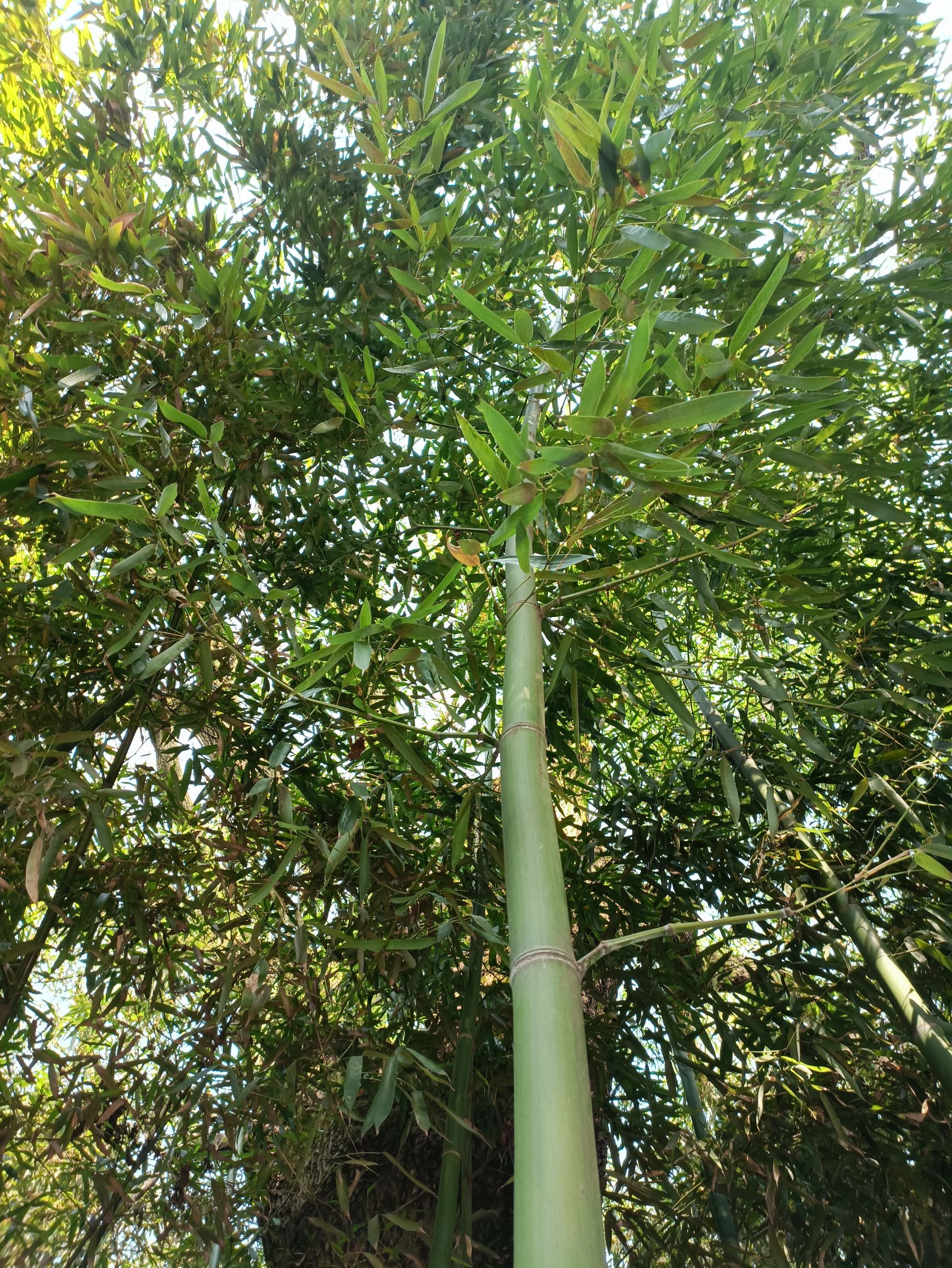 莲塘人民公园旅行图片 3