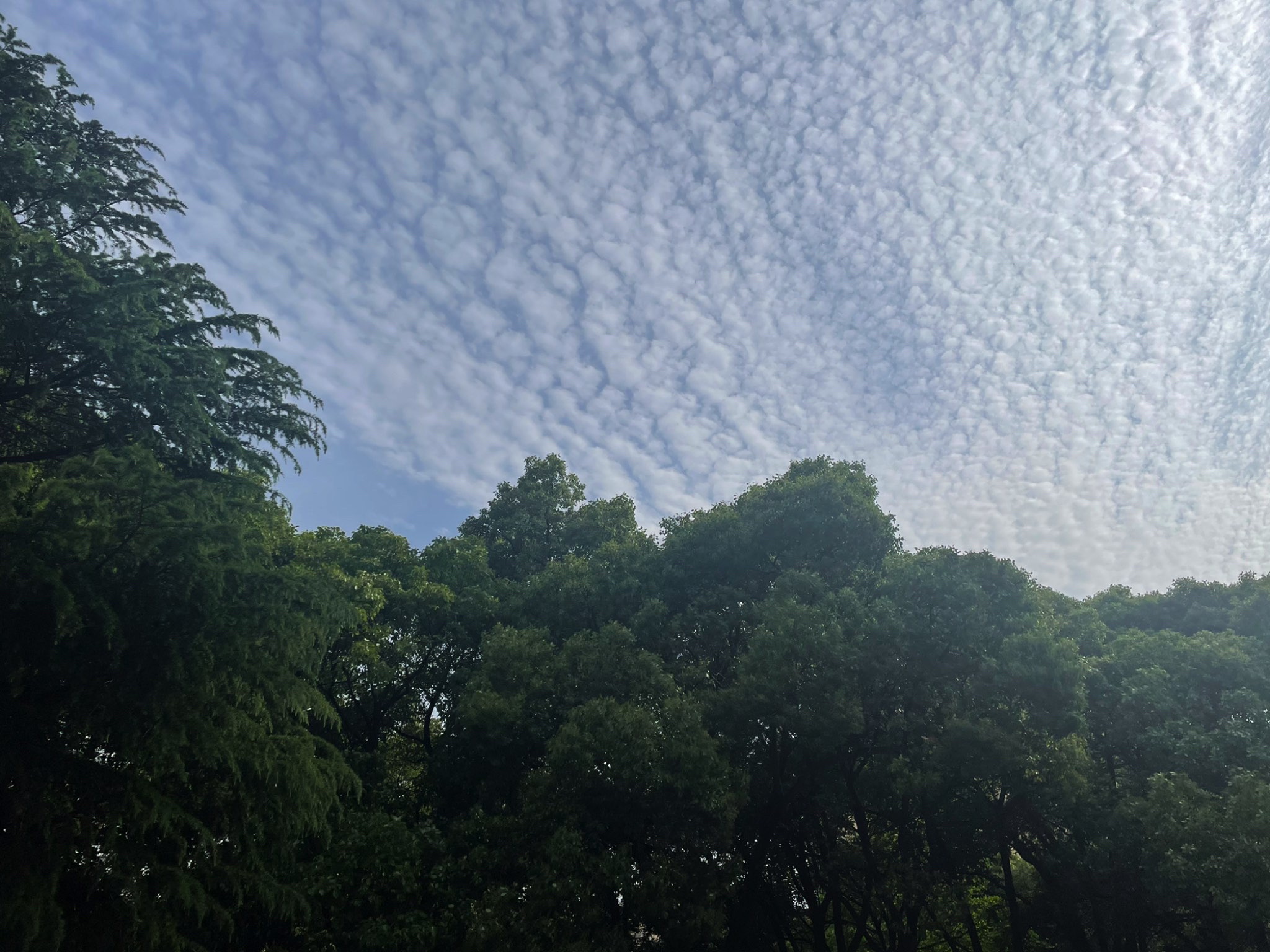 洪都公园旅行图片 1