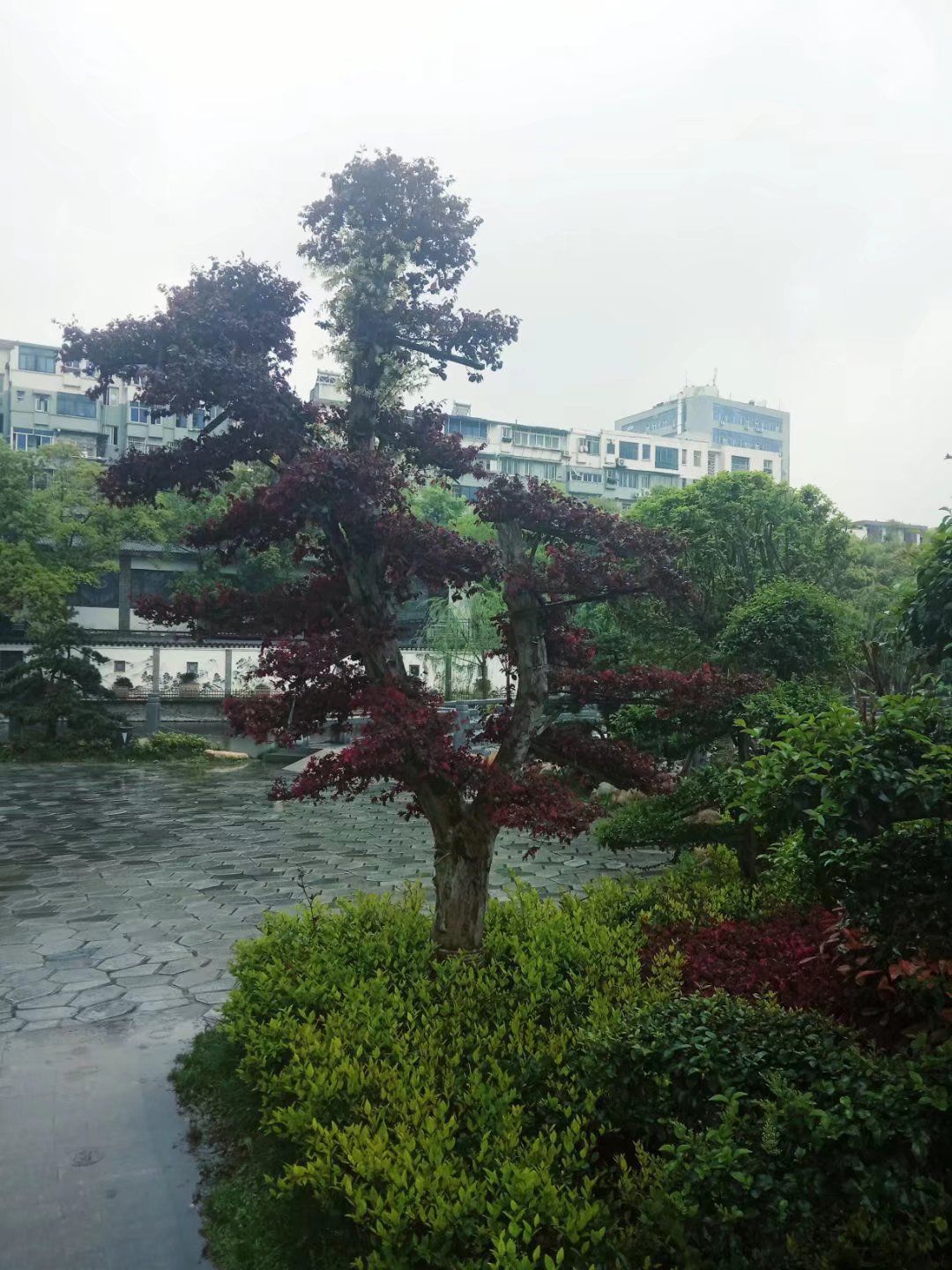 孺子亭公园旅行图片 1
