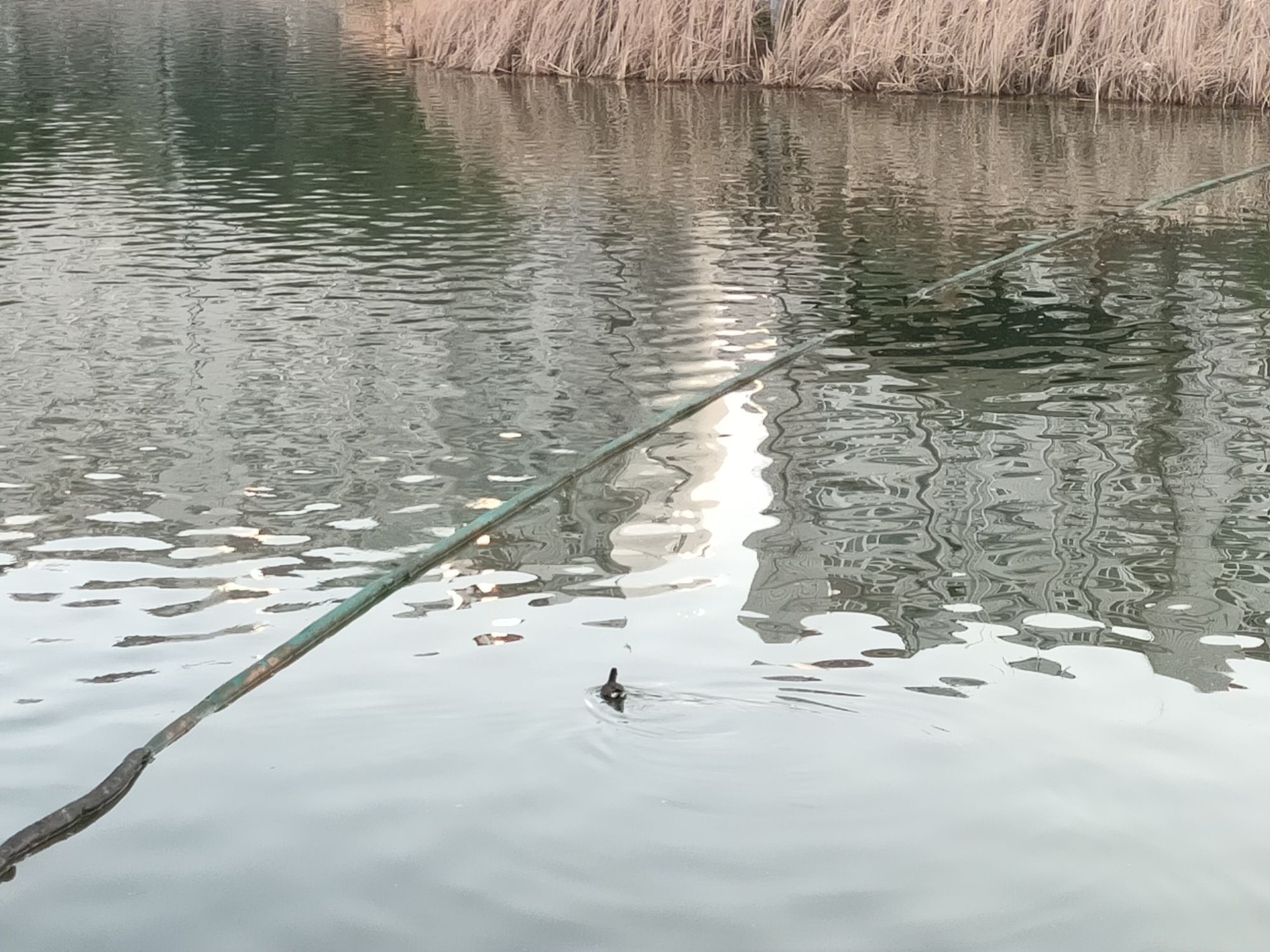 贤士湖公园旅行图片 2