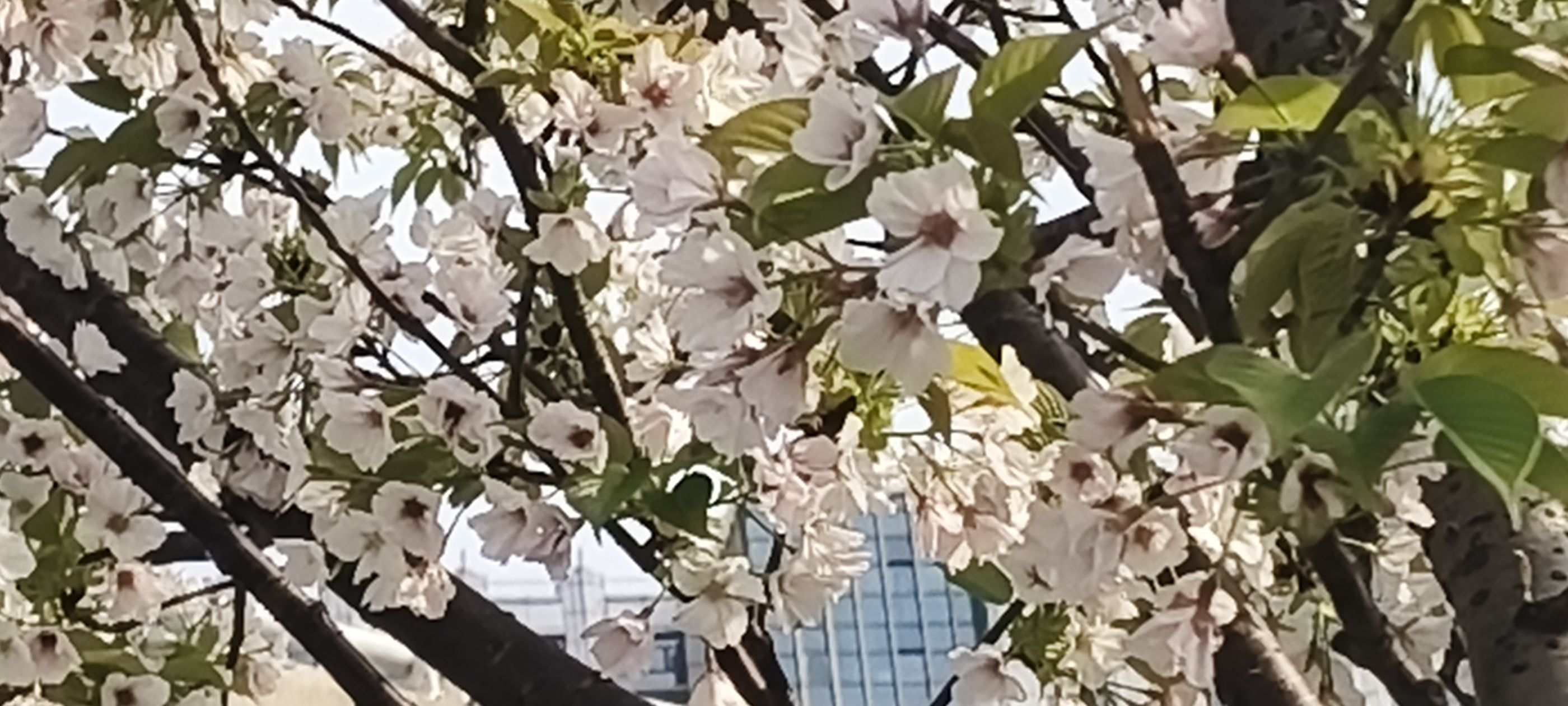 阳明公园旅行图片 3