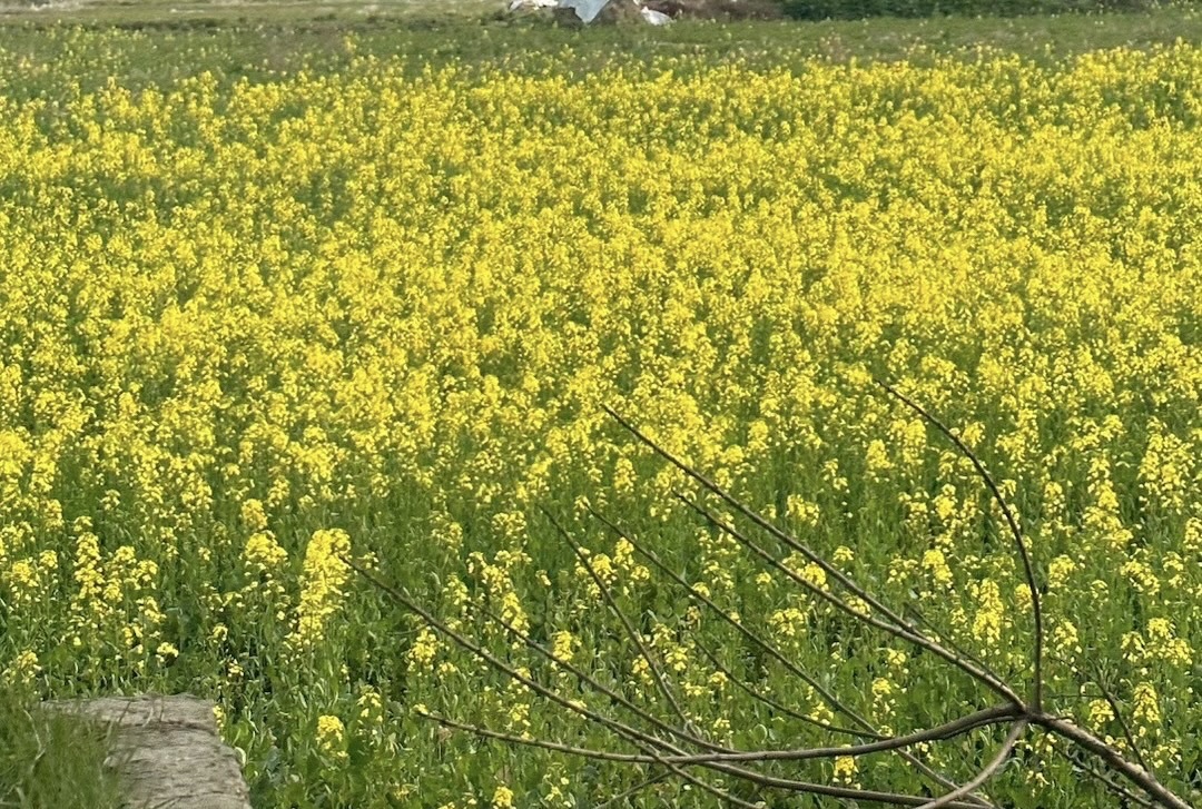 江西南矶山自然保护区旅行图片 1