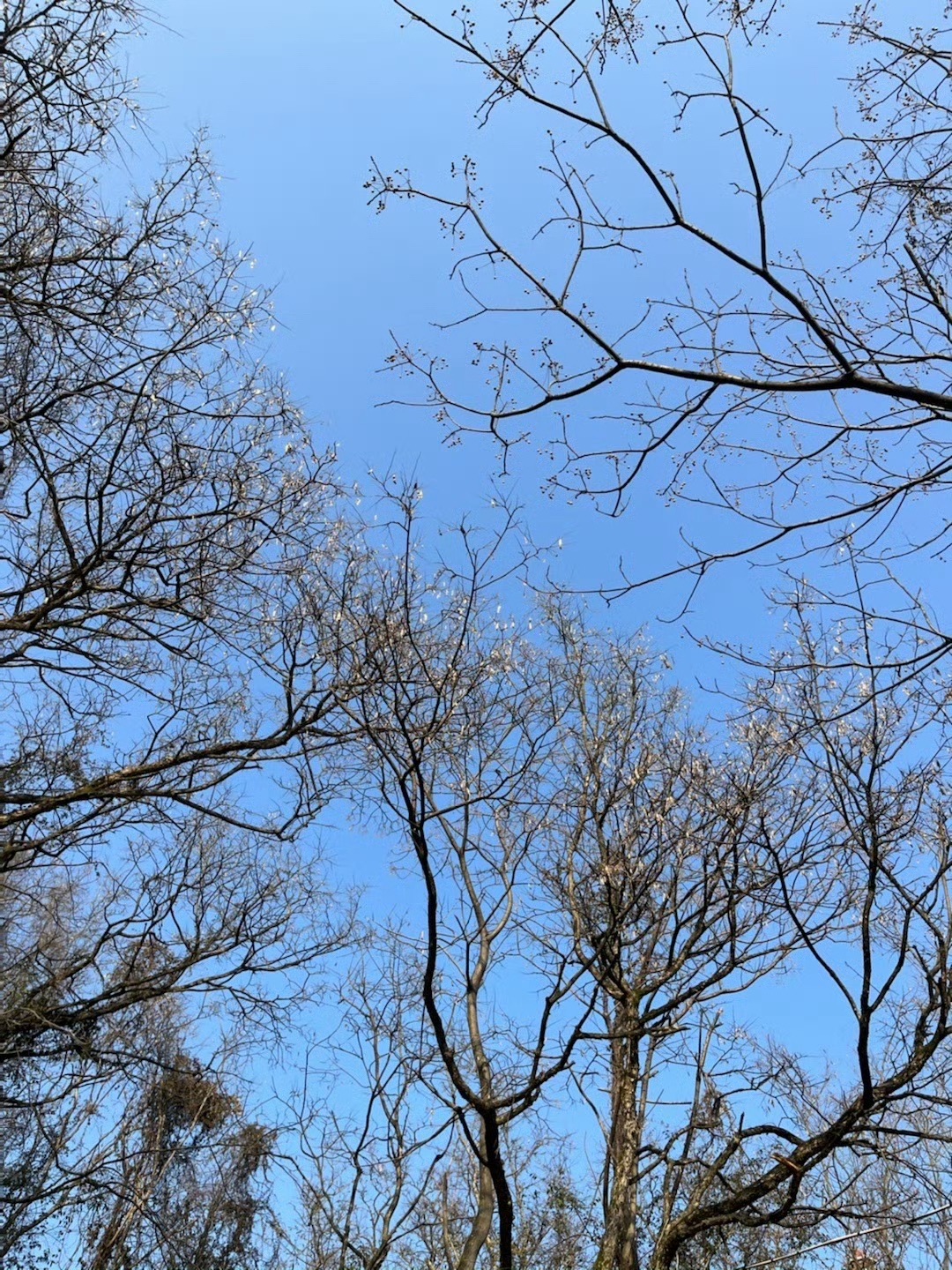 江西南矶山自然保护区旅行图片 2