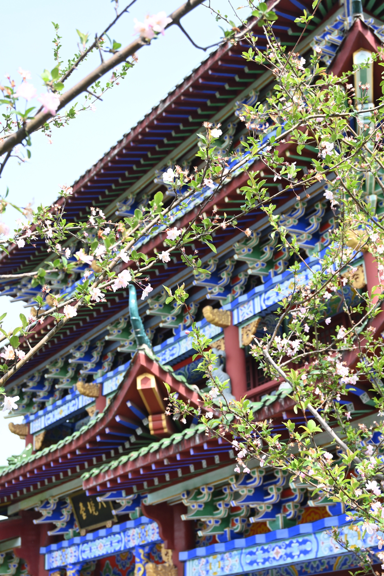 八大山人梅湖景区旅行图片 1