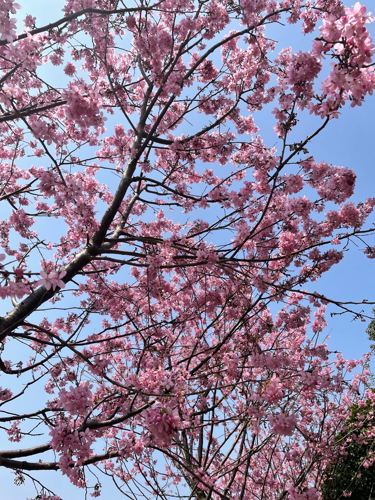 江西省凤凰沟风景区旅行图片 2
