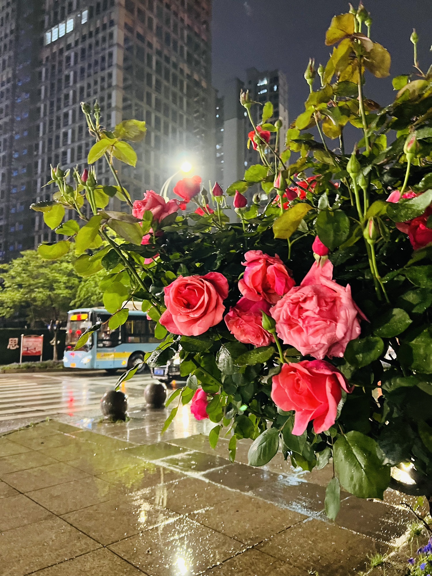 青山湖风景区市政公用广场旅行图片 3