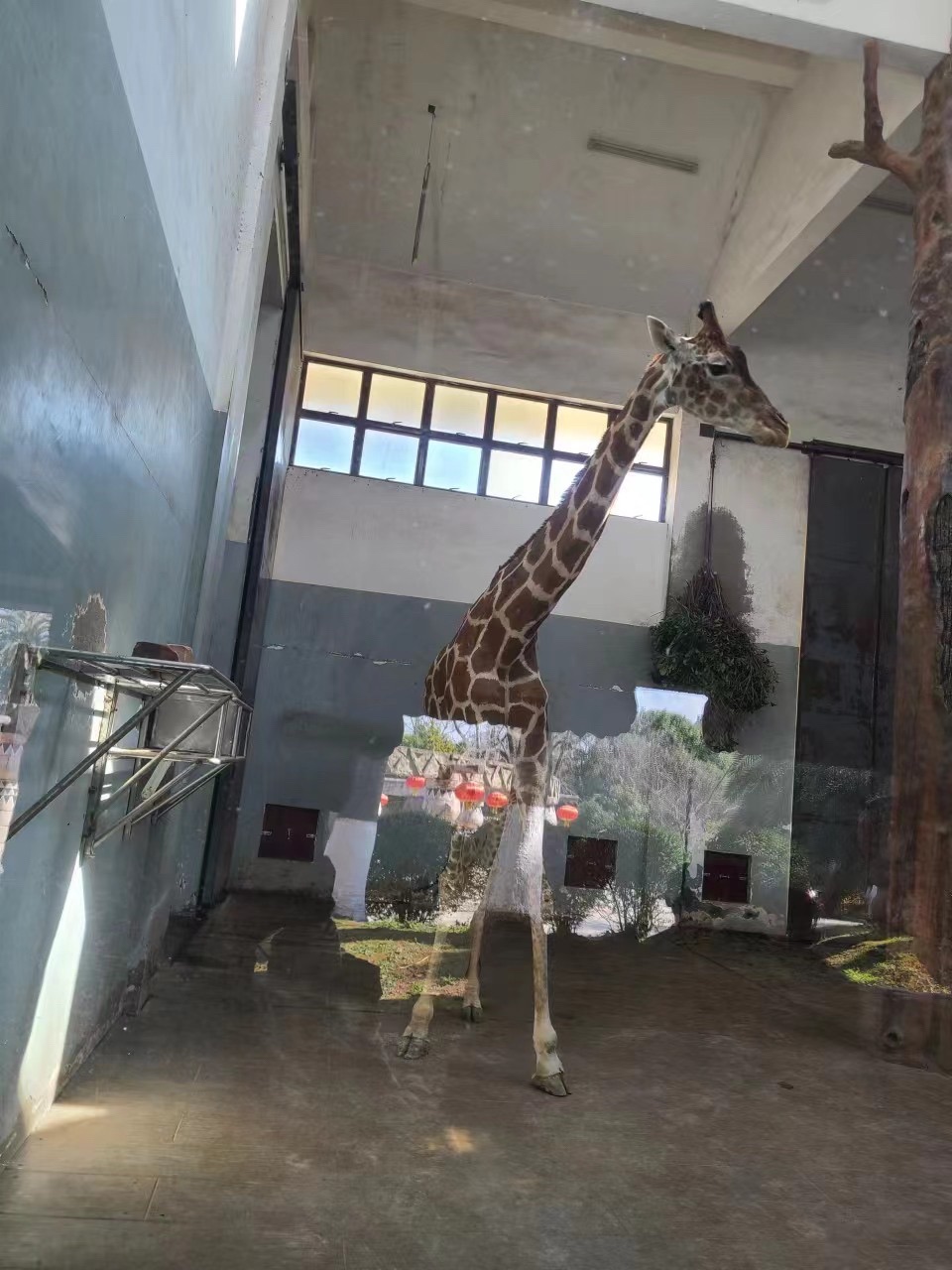 南昌动物园(桃花南路)旅行图片 2