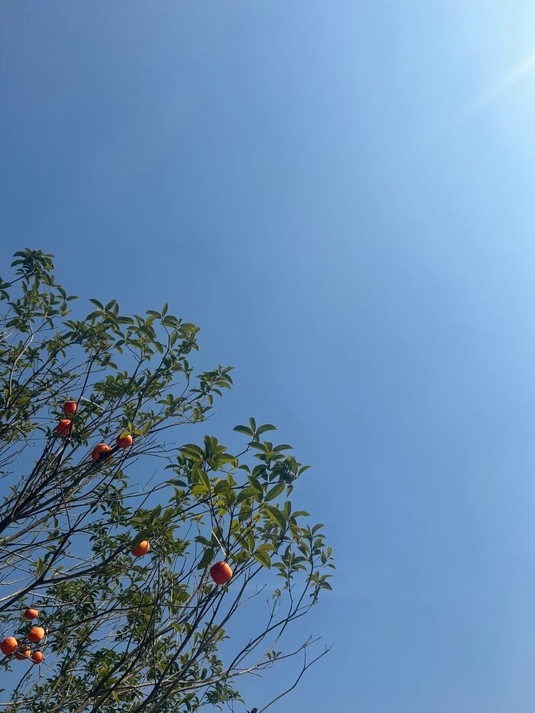怪石岭生态公园旅行图片 2