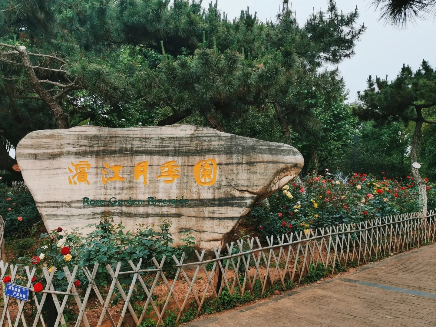 滨江月季园旅行图片 1