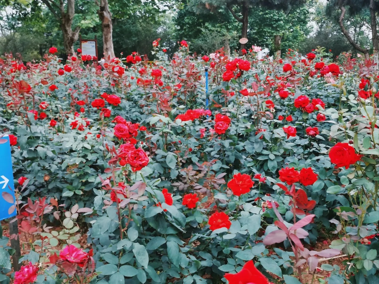 滨江月季园旅行图片 3