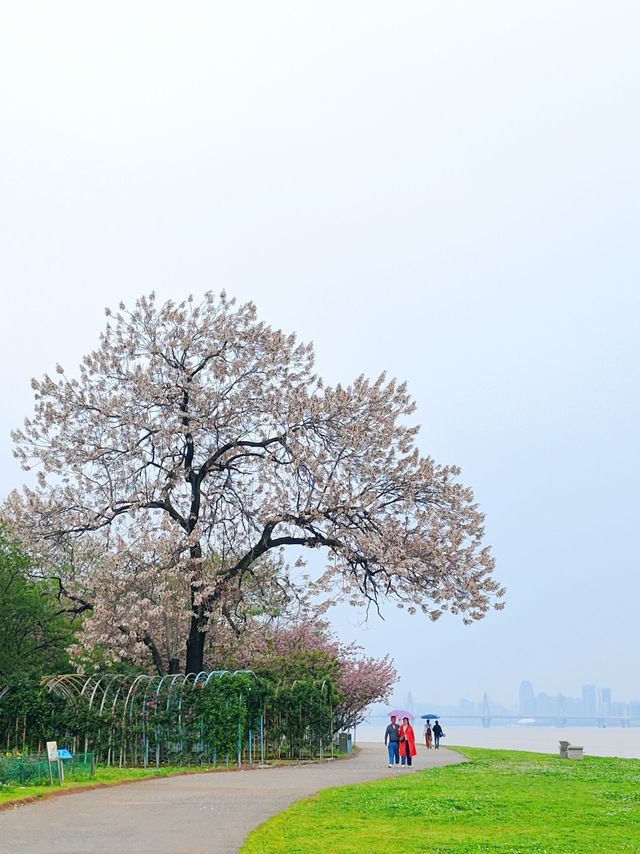 滨江月季园旅行图片 2