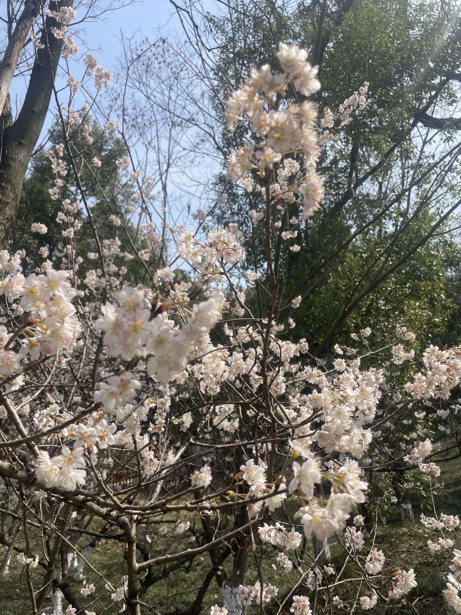 人民公园旅行图片 2