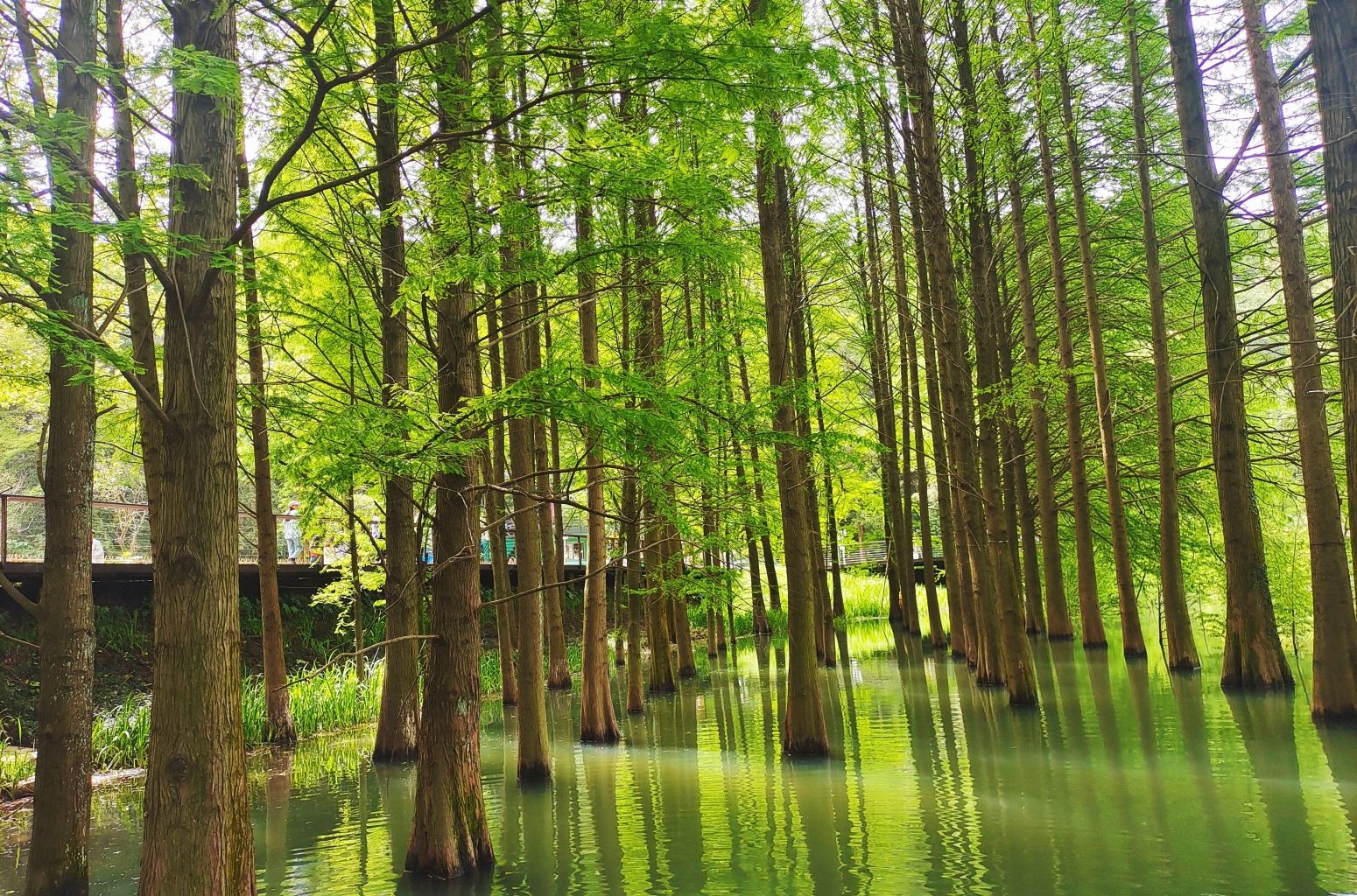 天花井国家森林公园
