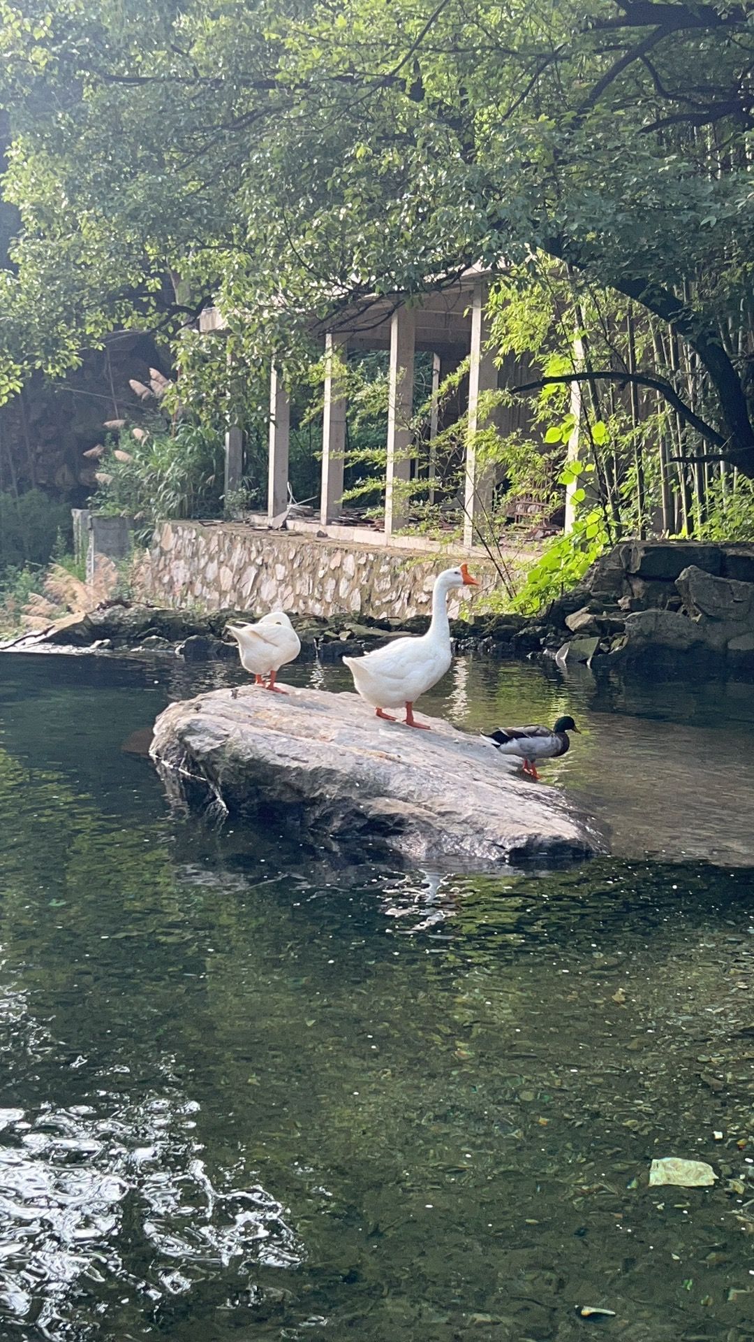 莲花洞森林公园