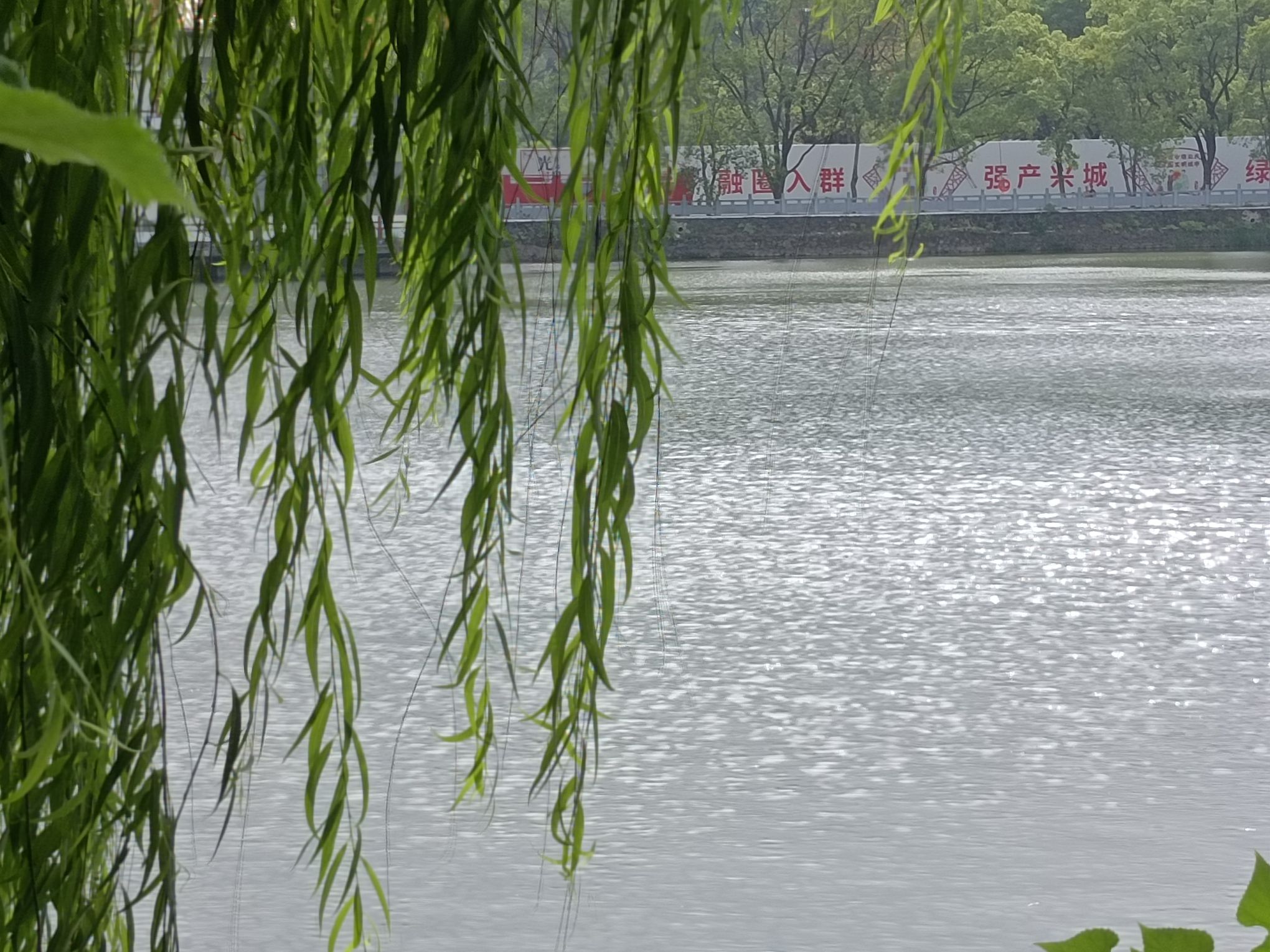 西湖公园旅行图片 3