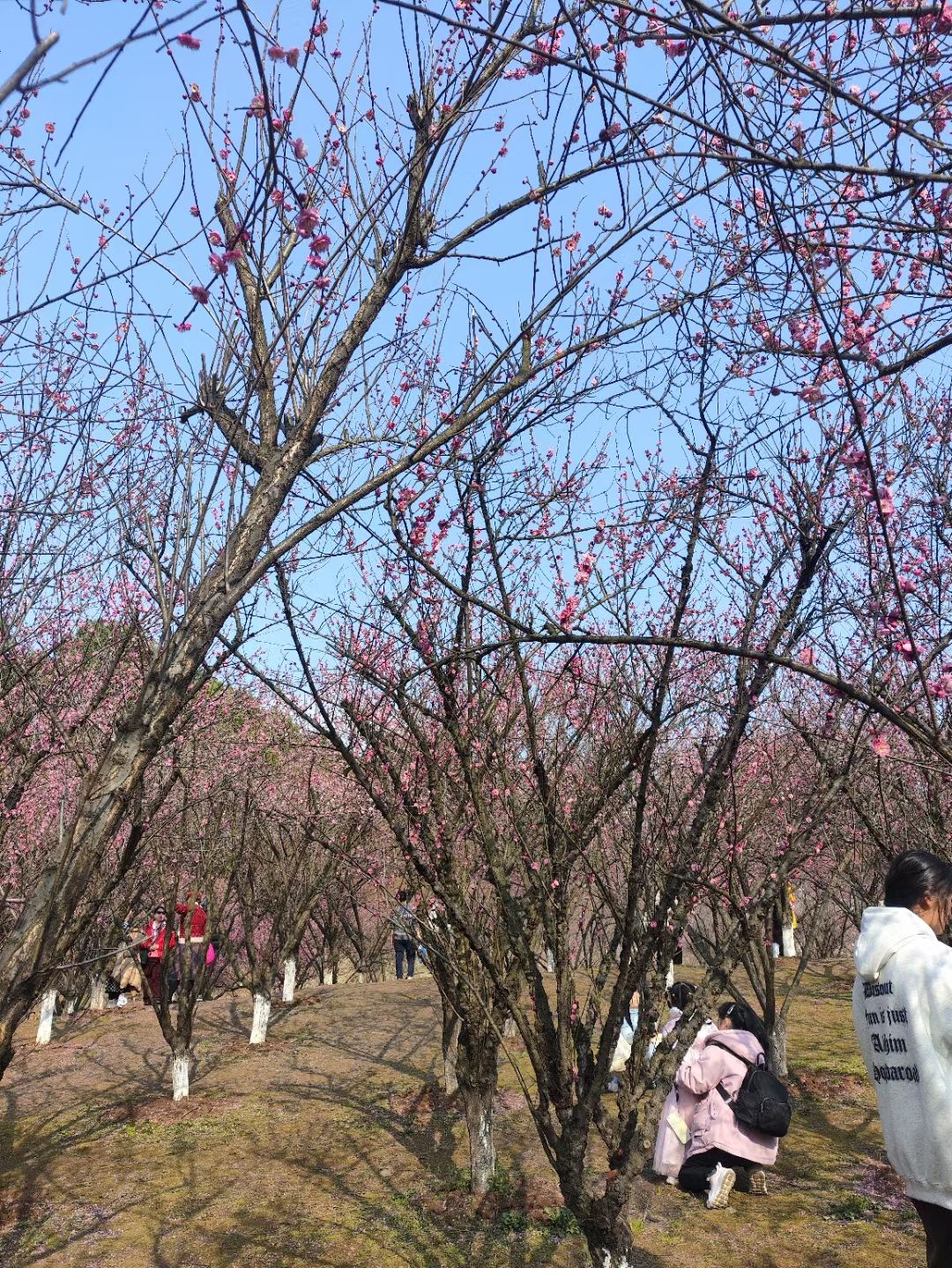 南山公园旅行图片 2