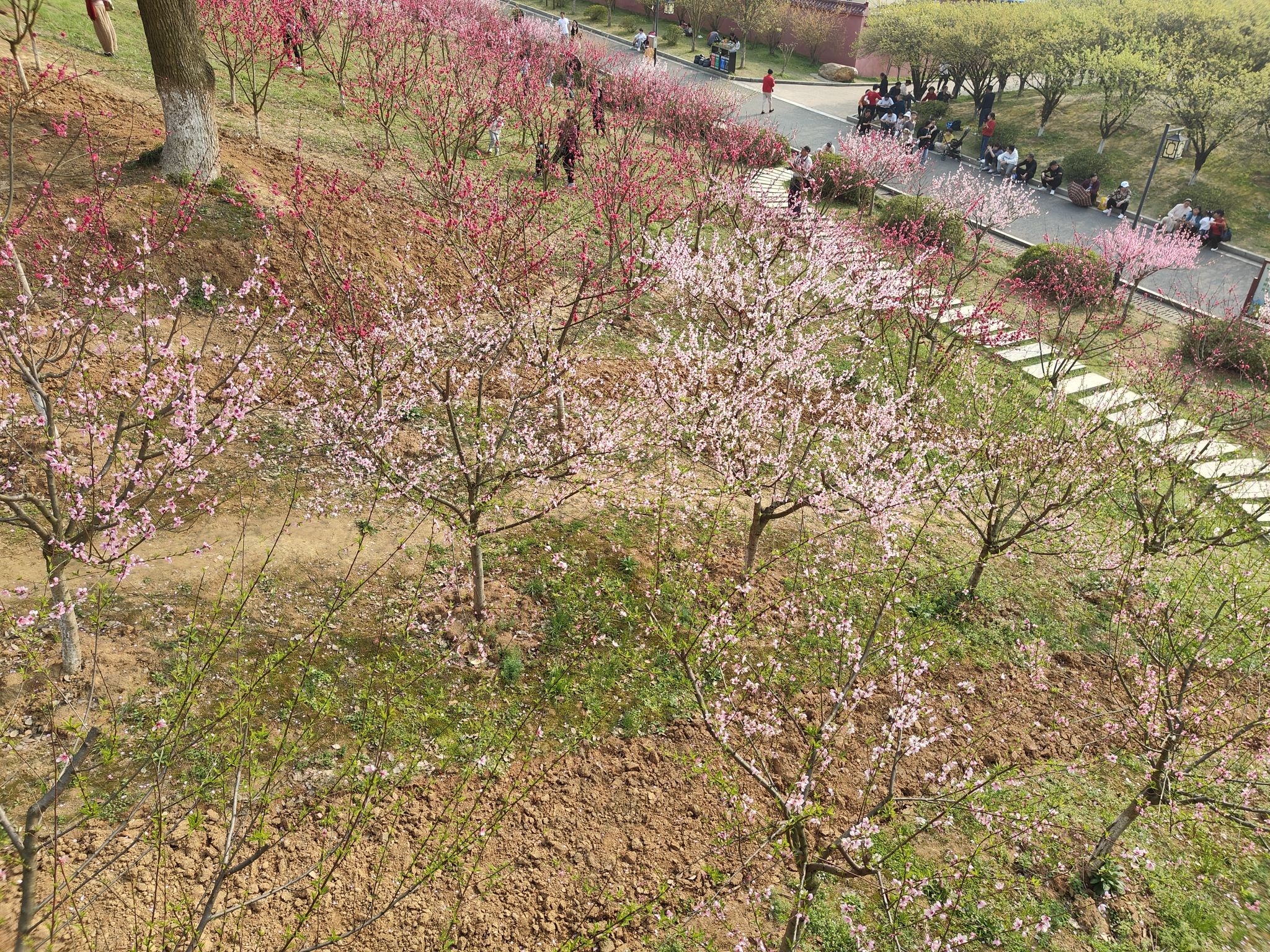 南山公园旅行图片 3