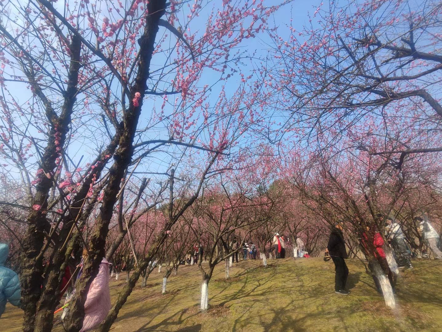 南山公园旅行图片 3