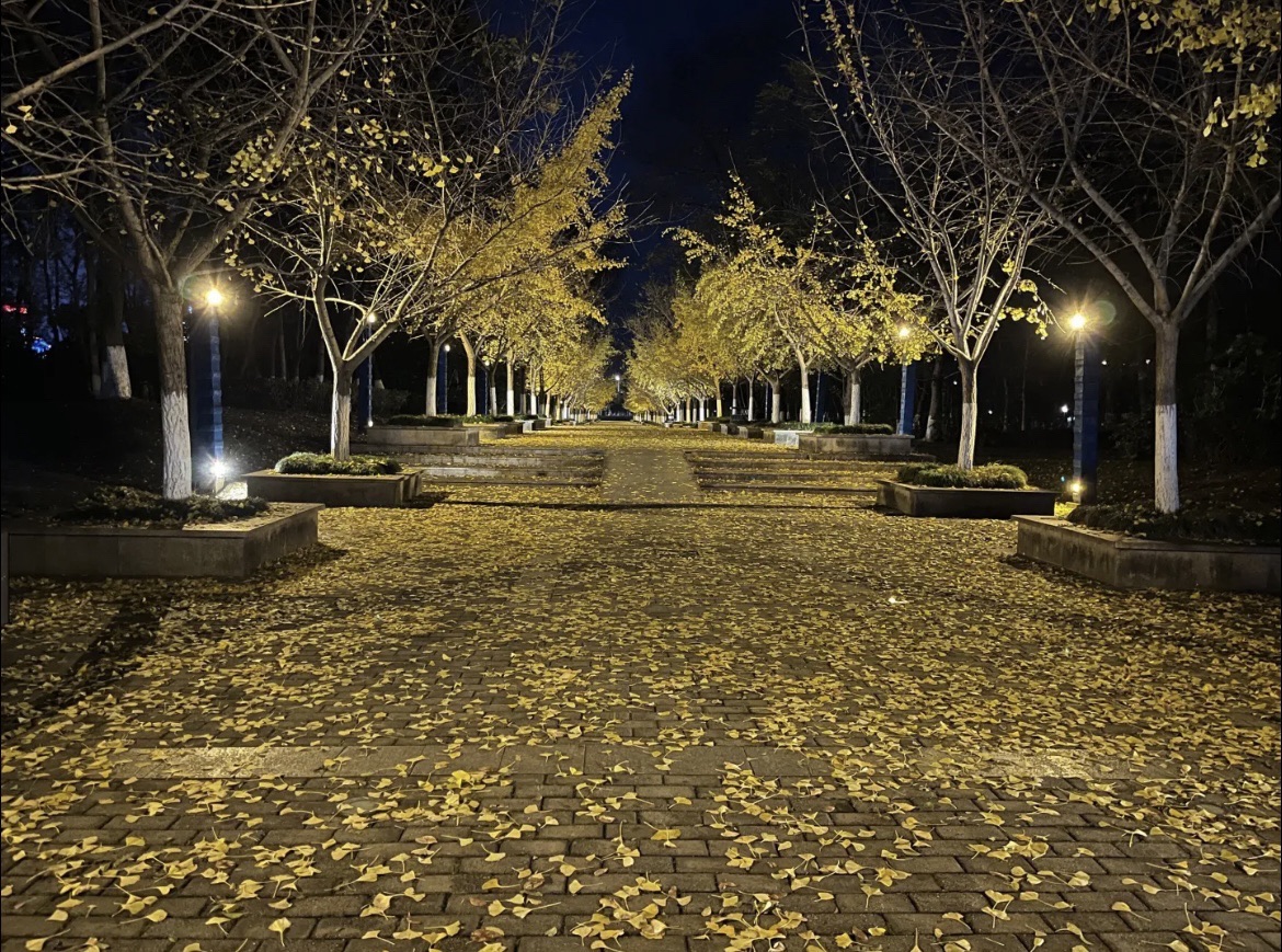 马家洲公园旅行图片 1