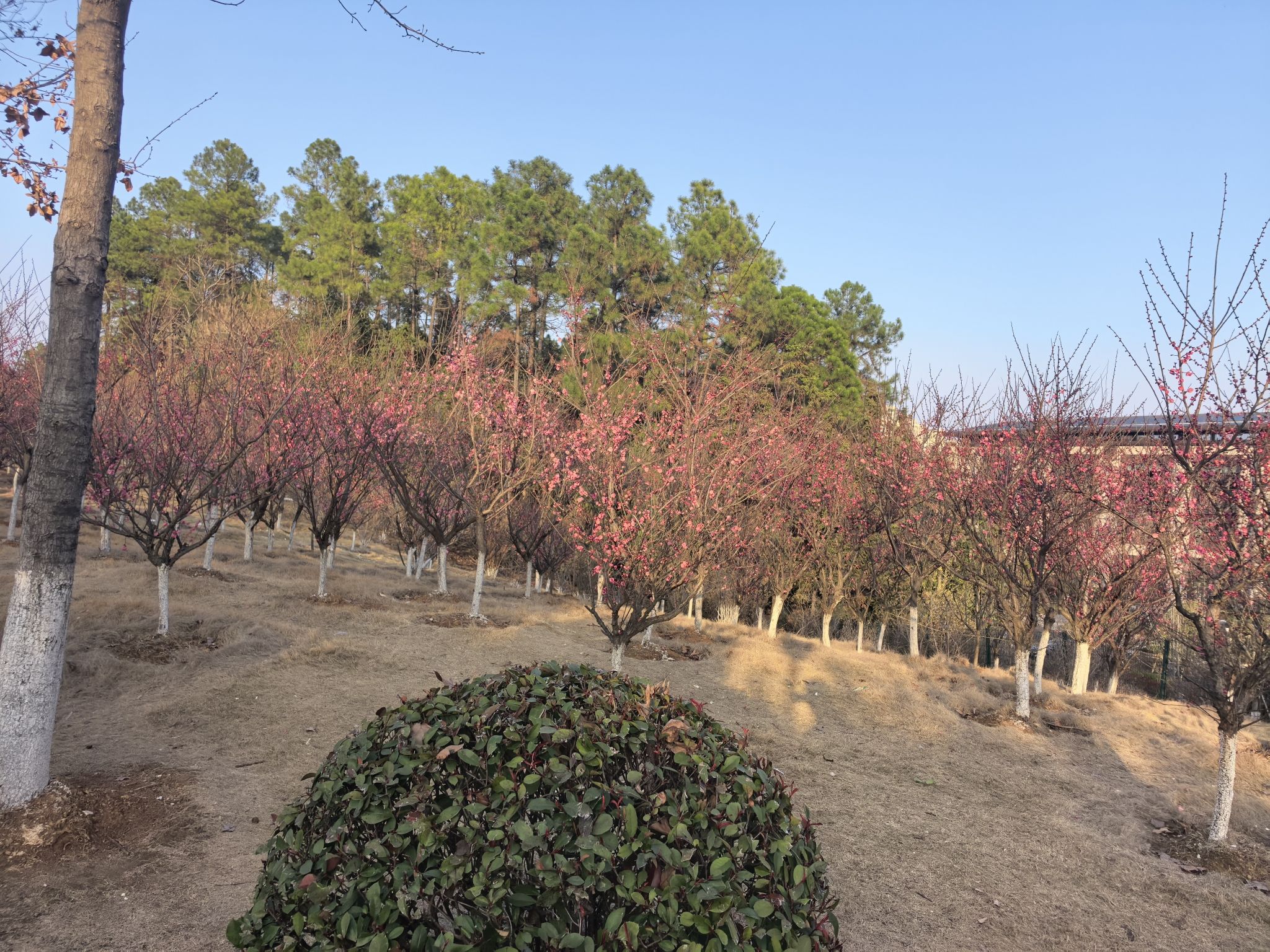 九仙岭森林公园旅行图片 3