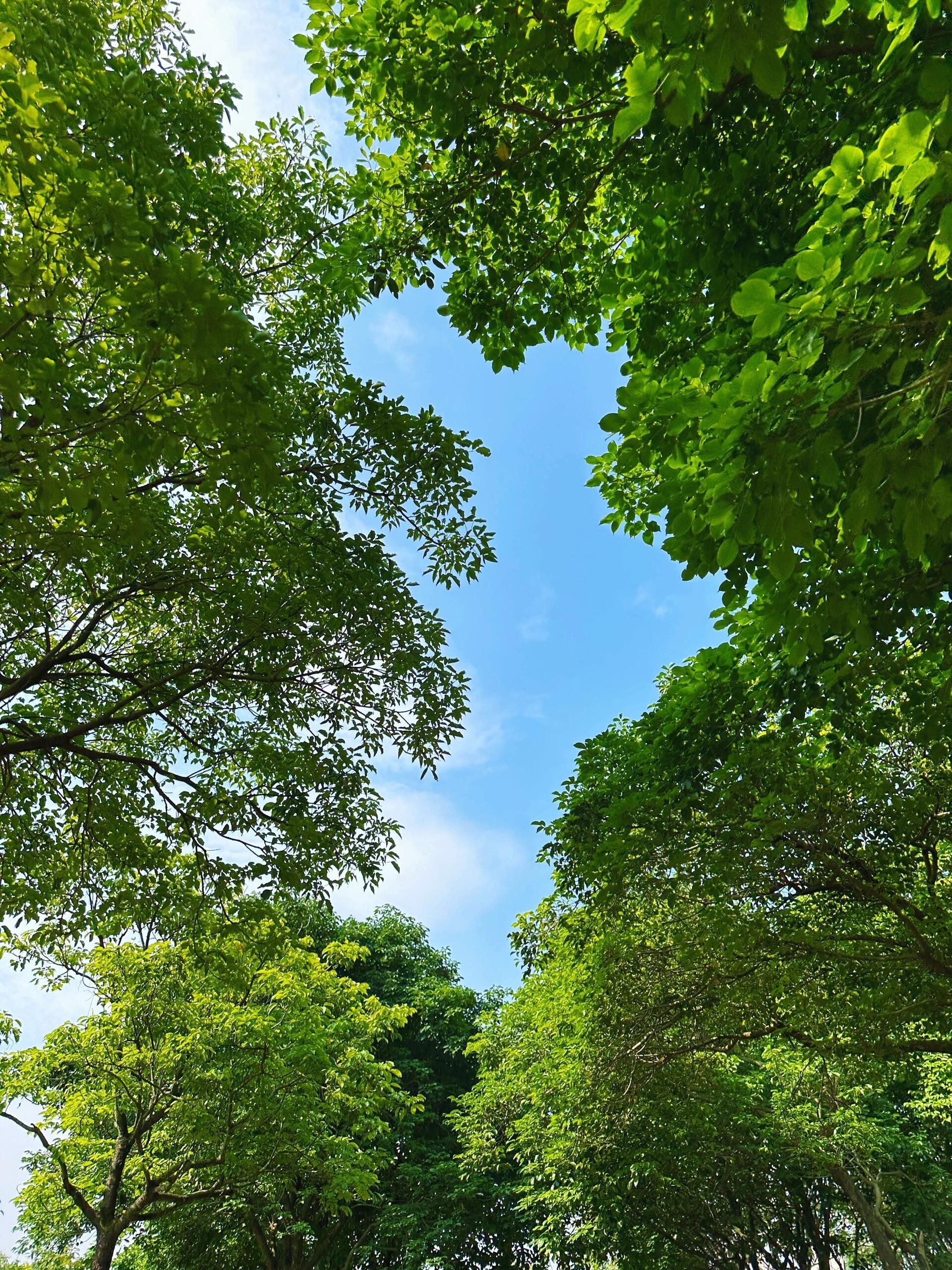 芝山公园旅行图片 2