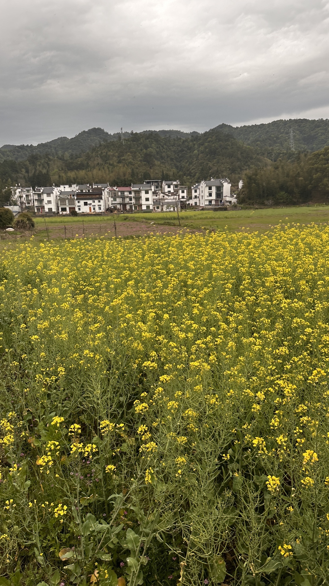 严田风景区旅行图片 3