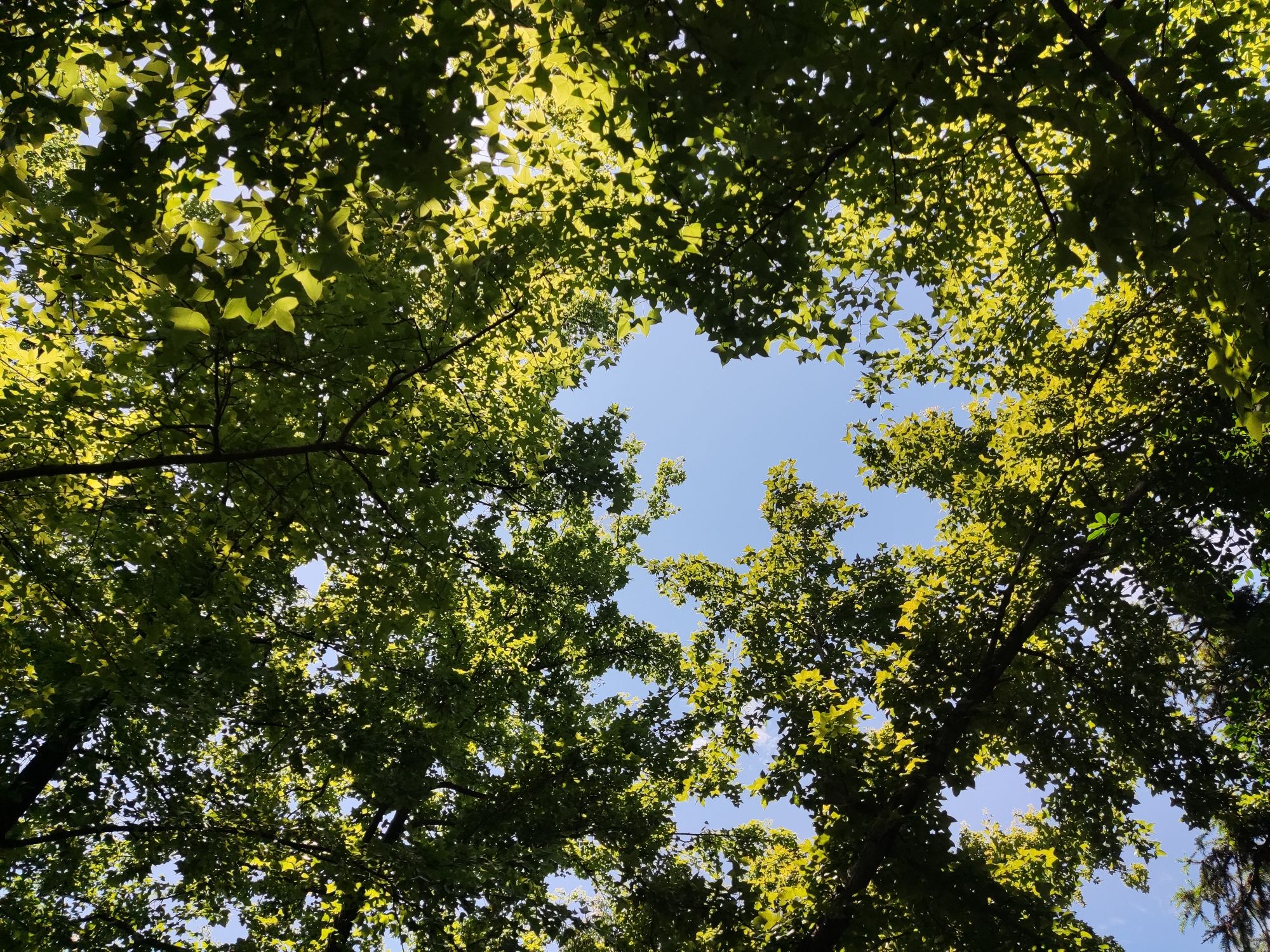 云碧峰国家森林公园旅行图片 2