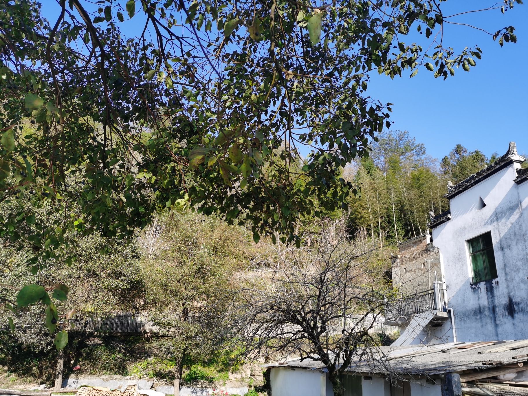 洪村旅行图片 3