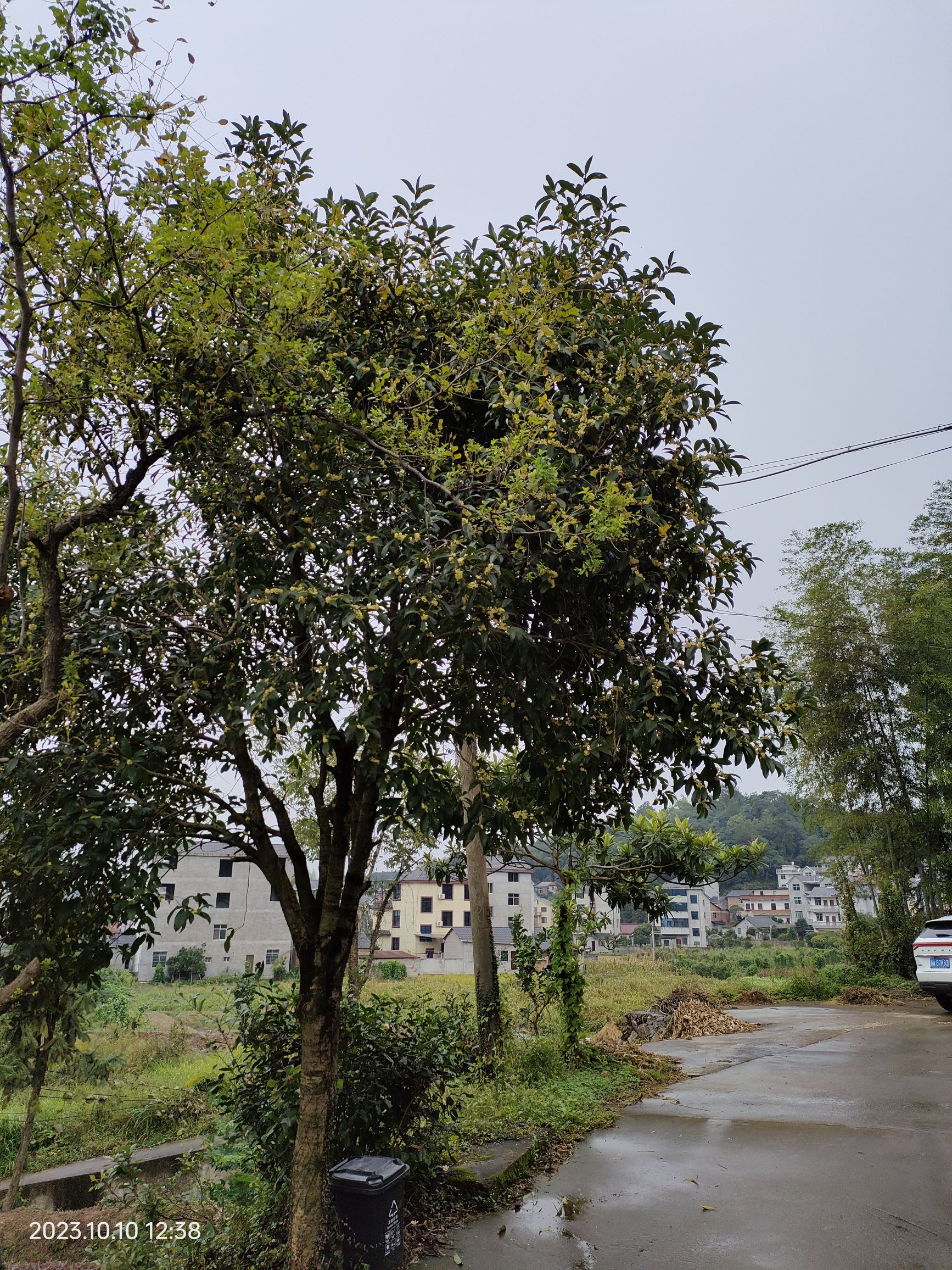龙溪村旅行图片 2