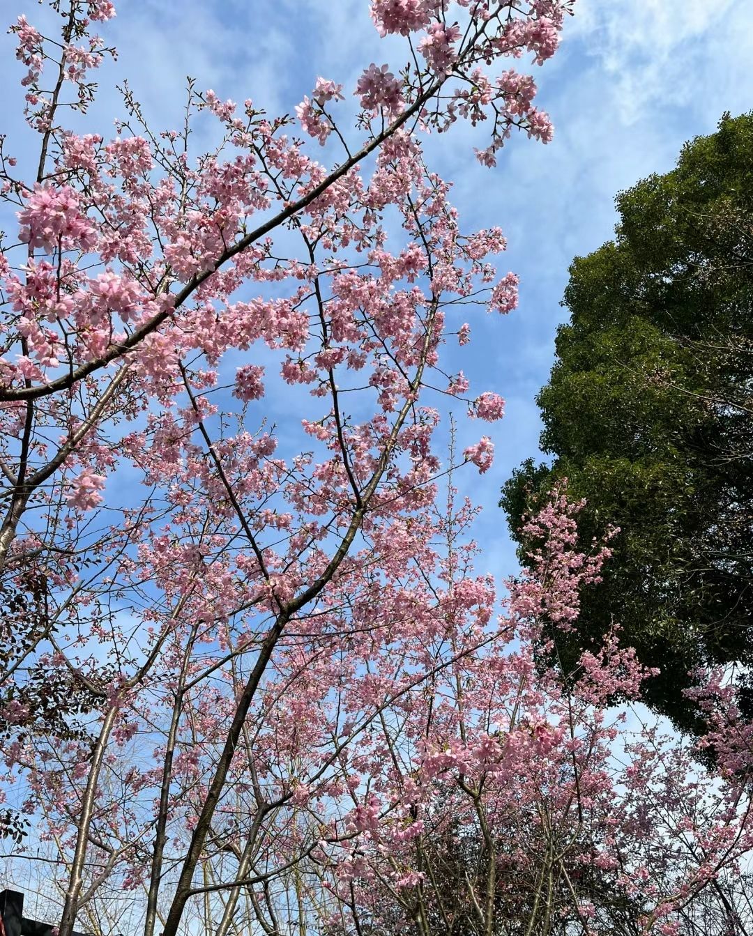 汝水森林公园旅行图片 2