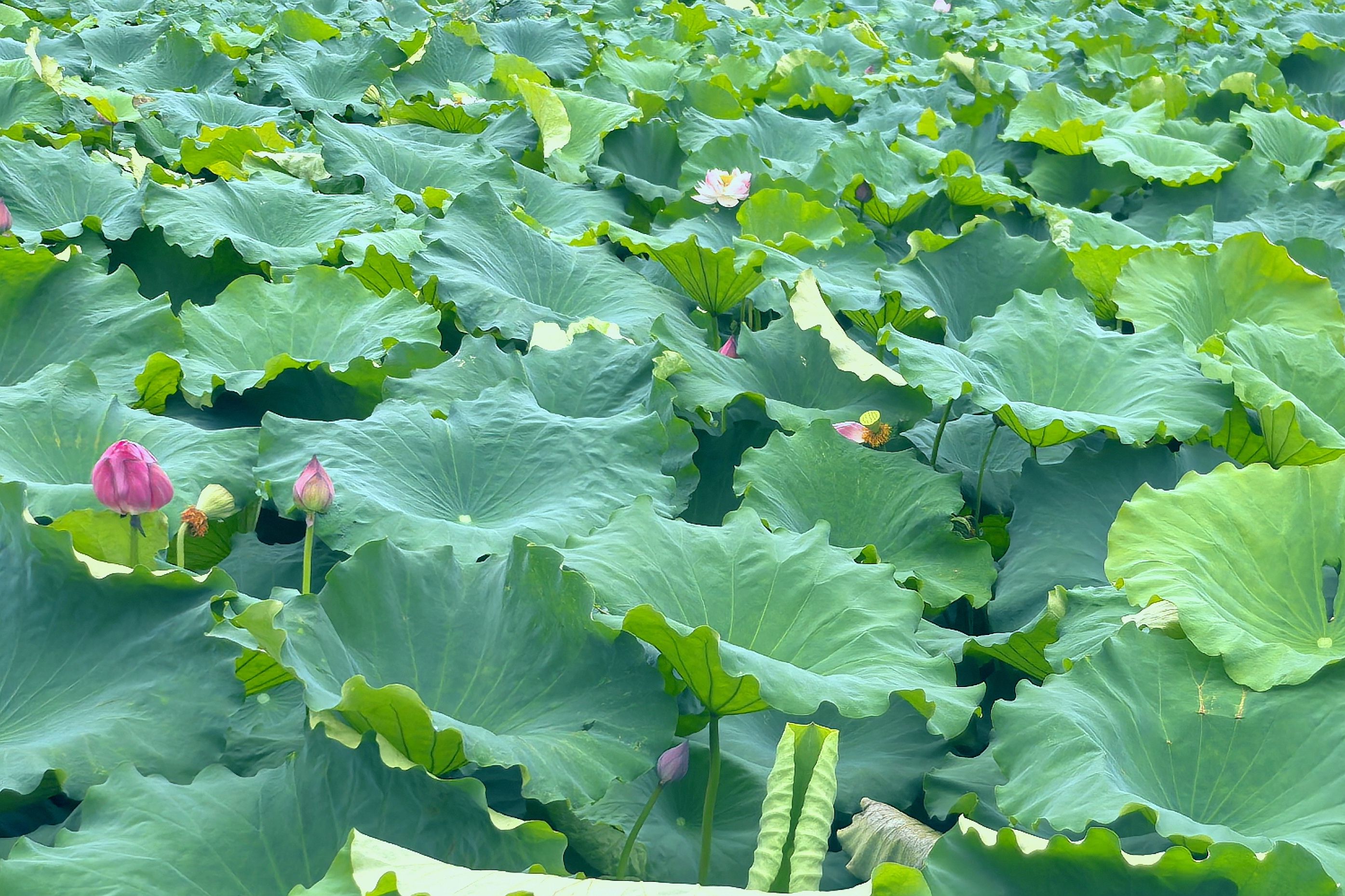 凤岗河湿地公园