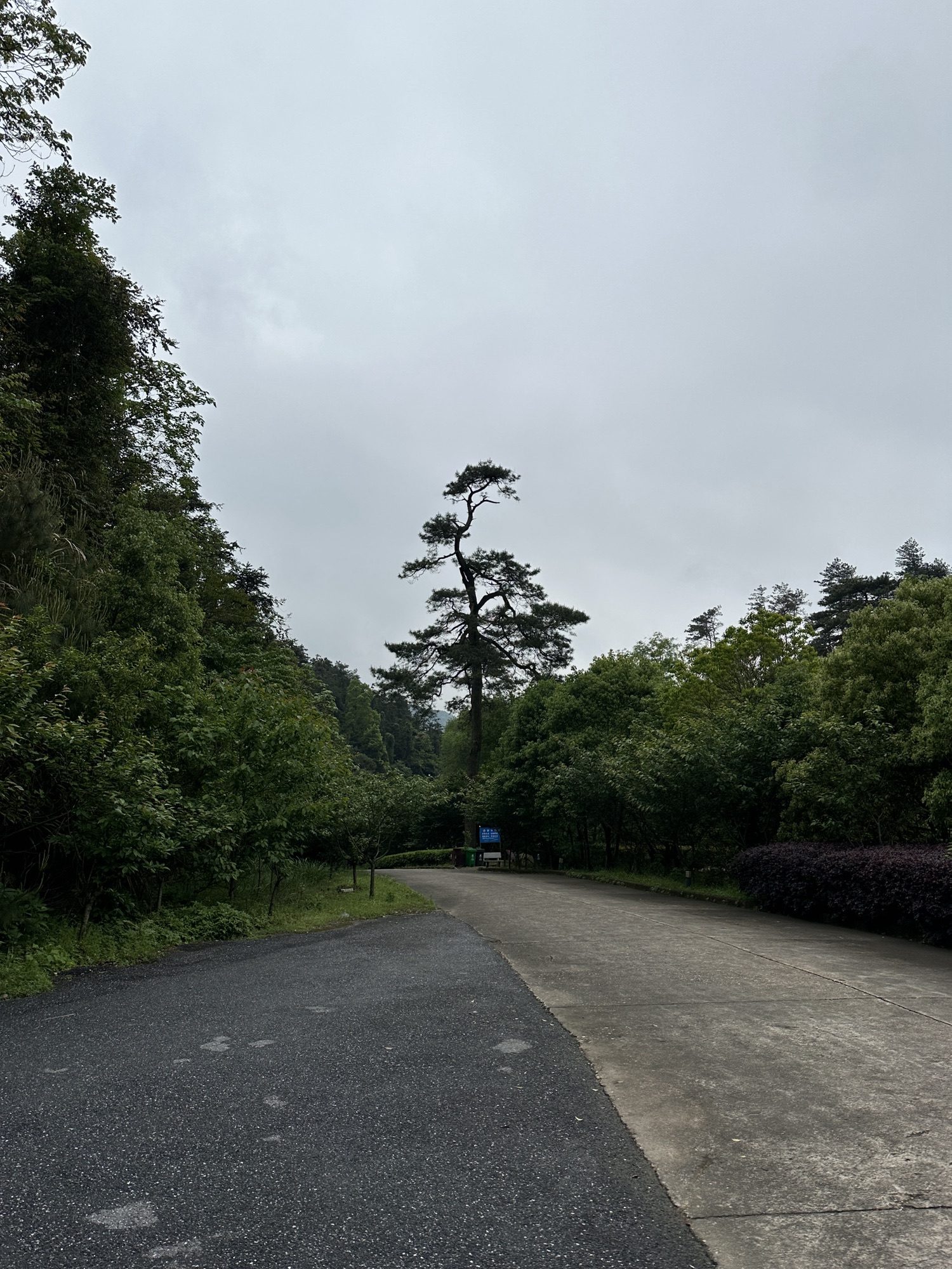 樟树阁皂山风景区旅行图片 3
