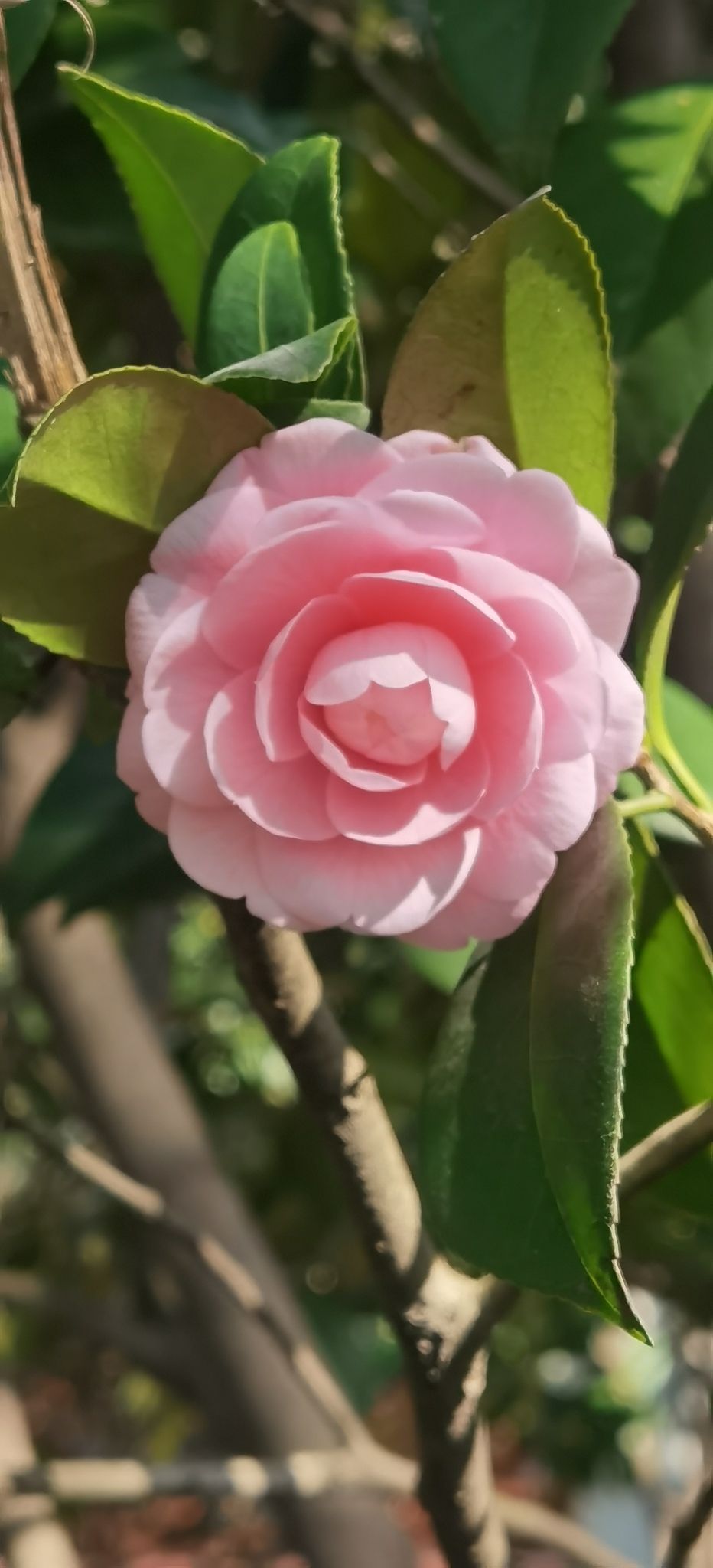 药都公园旅行图片 1