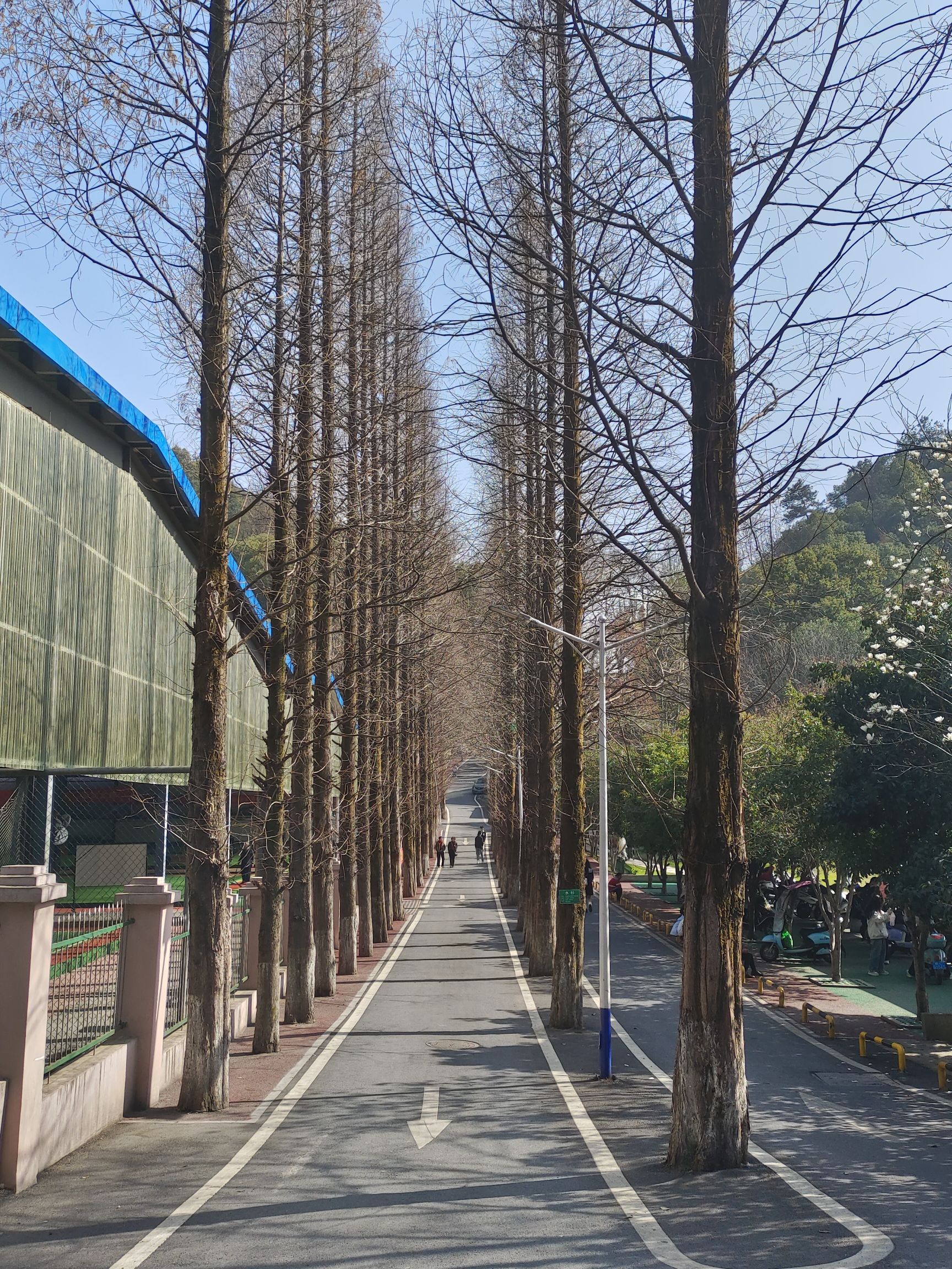 化成岩森林公园旅行图片 1