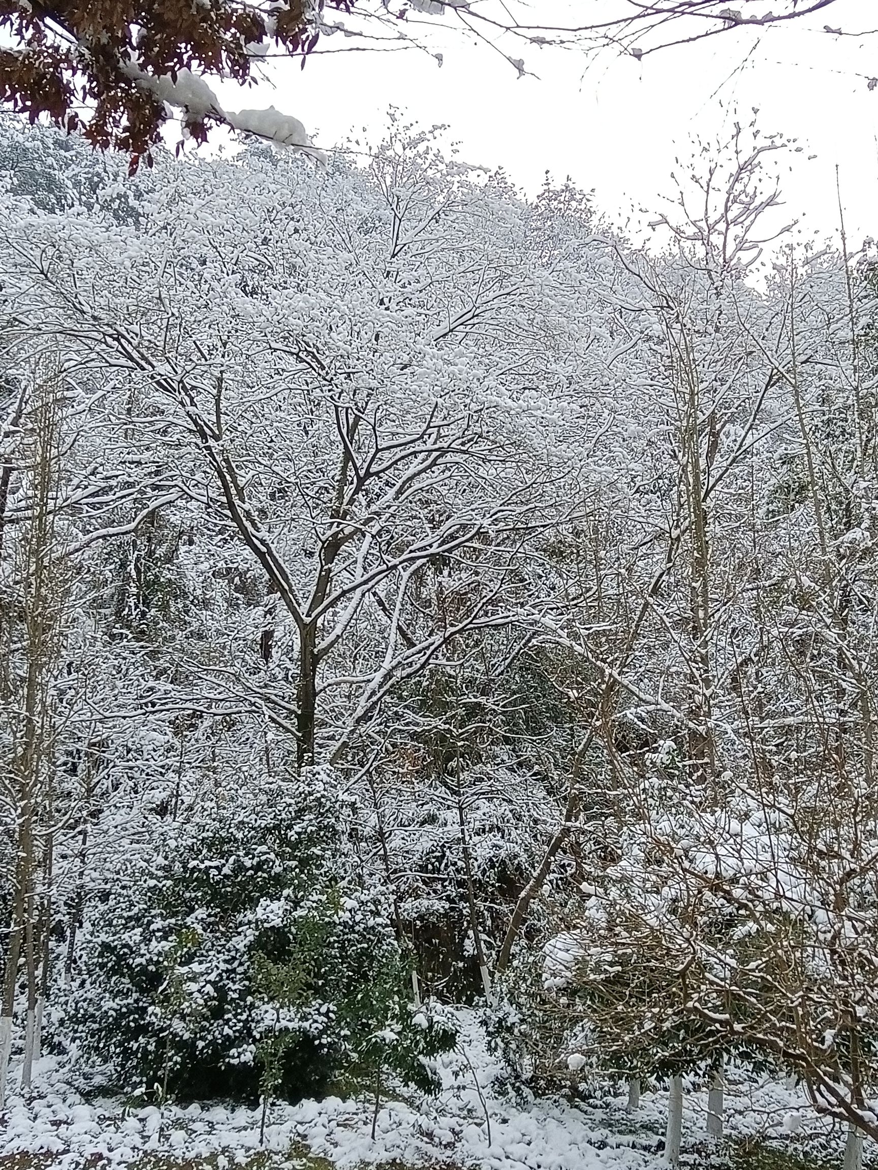 化成岩森林公园旅行图片 3