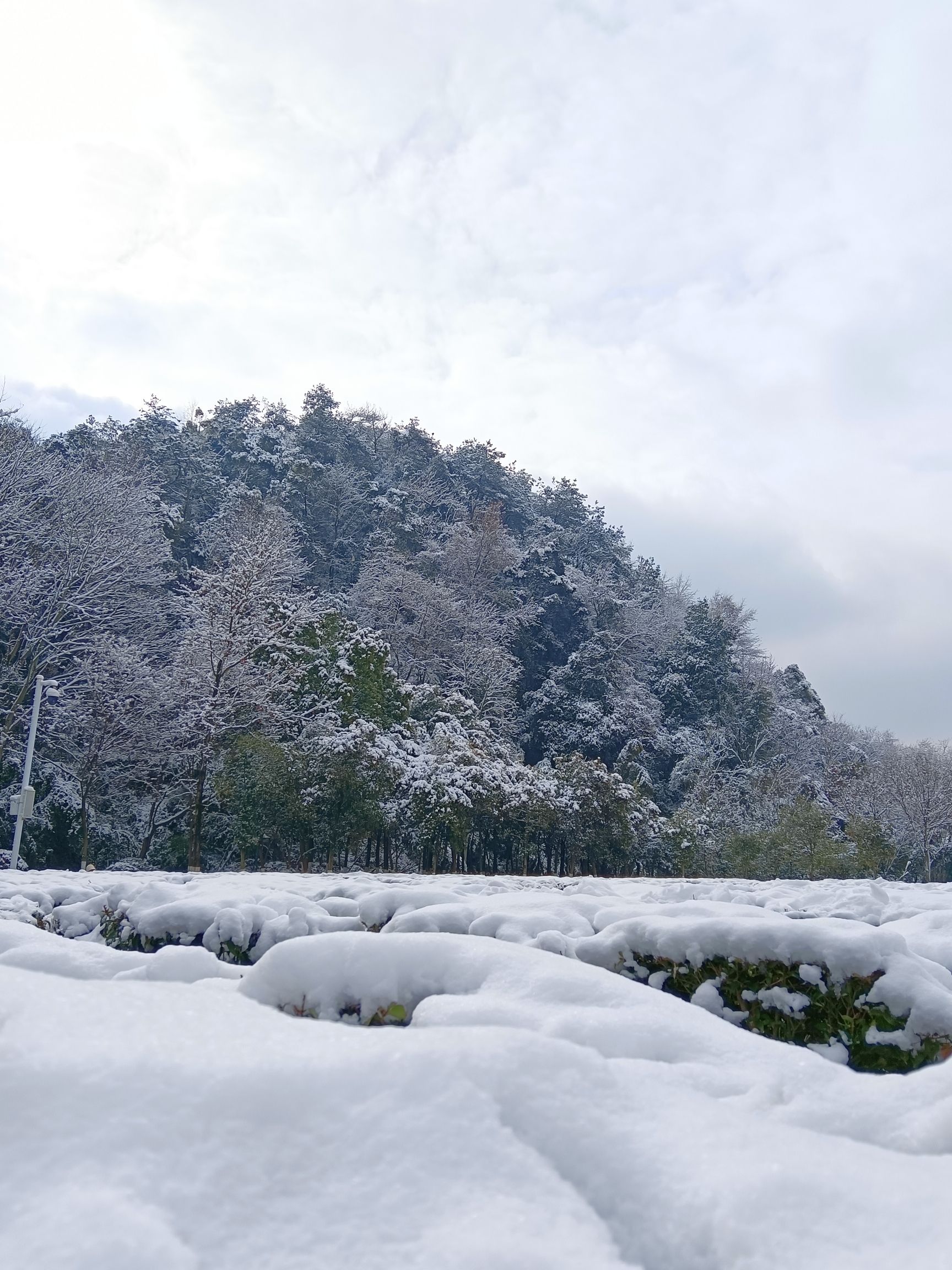 化成岩森林公园旅行图片 1