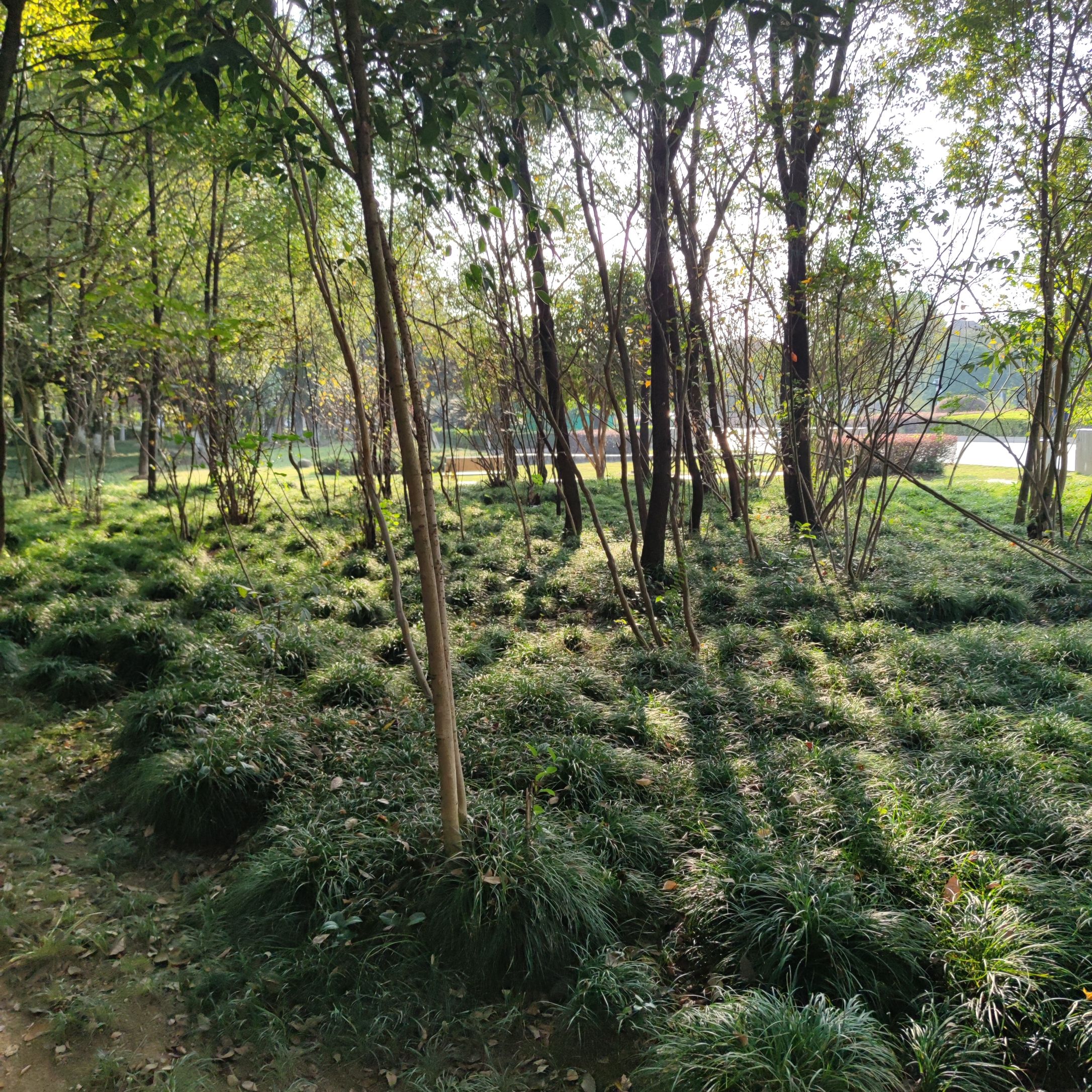 化成洲湿地公园旅行图片 1