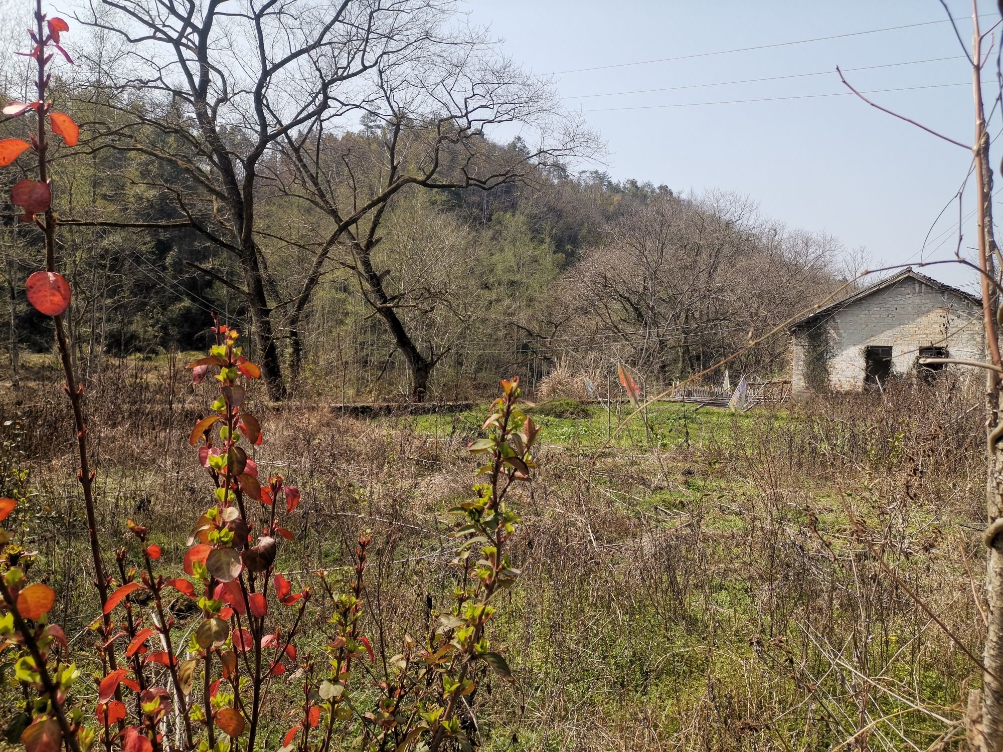 江西省九龙庙森林公园旅行图片 3