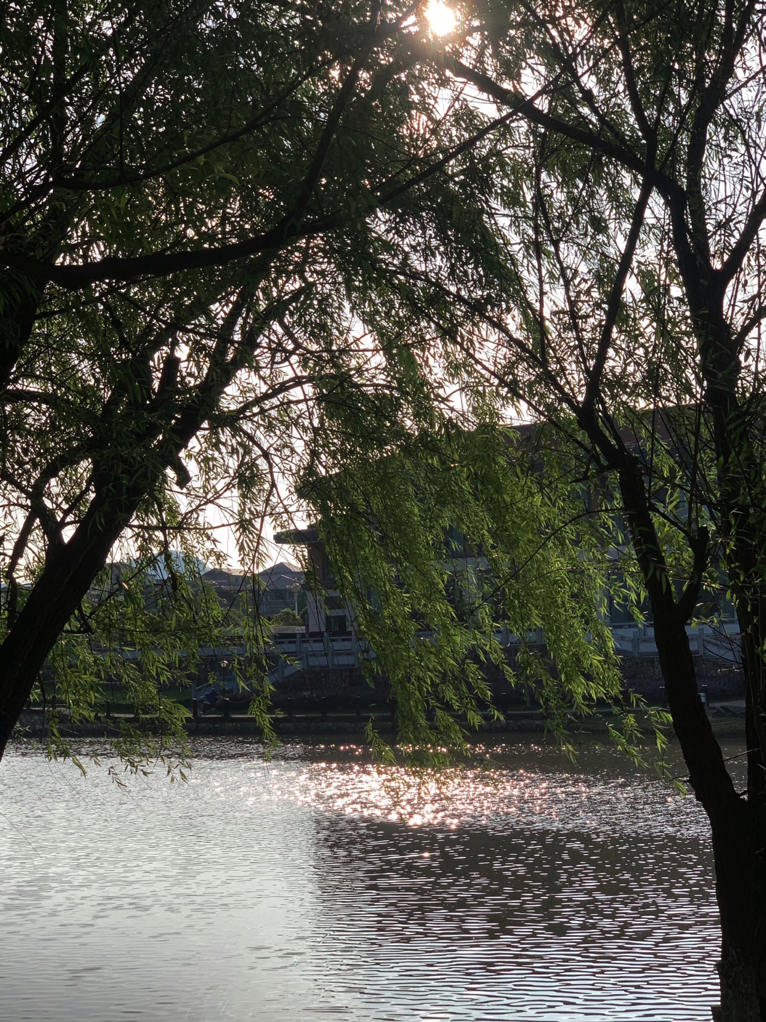 龙湖公园旅行图片 1