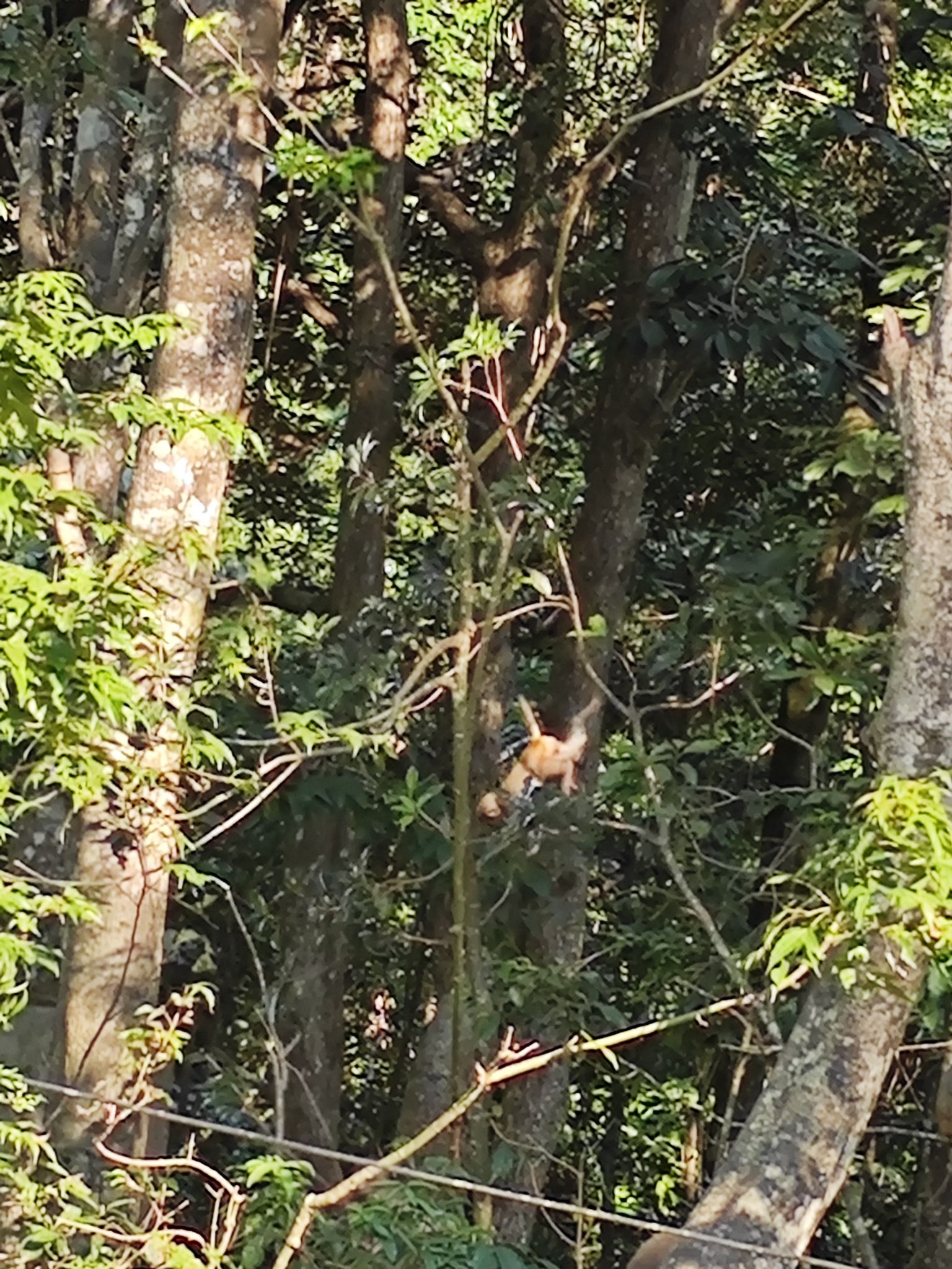 江西官山国家级自然保护区旅行图片 2