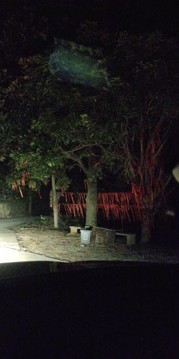 上高县九峰森林公园旅行图片 1