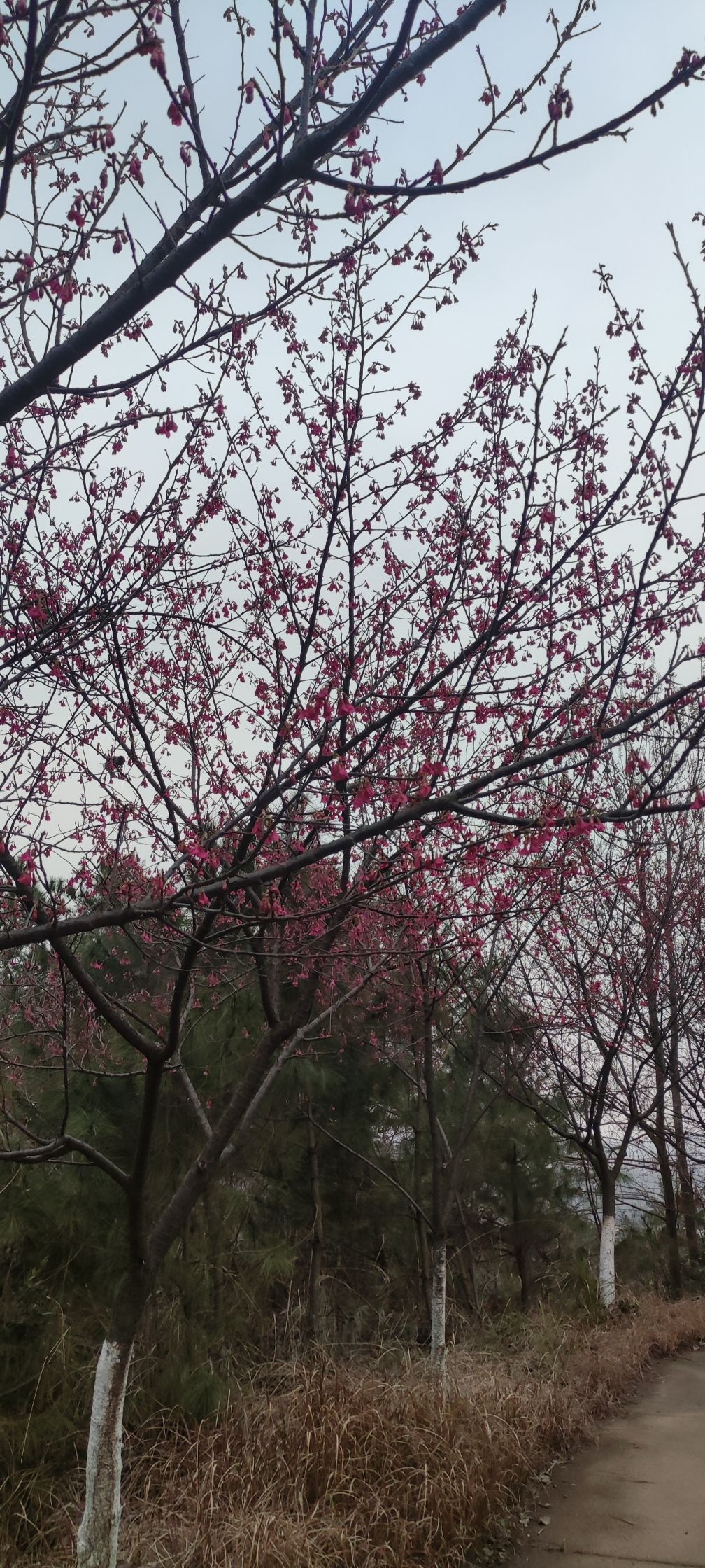 八景公园旅行图片 3
