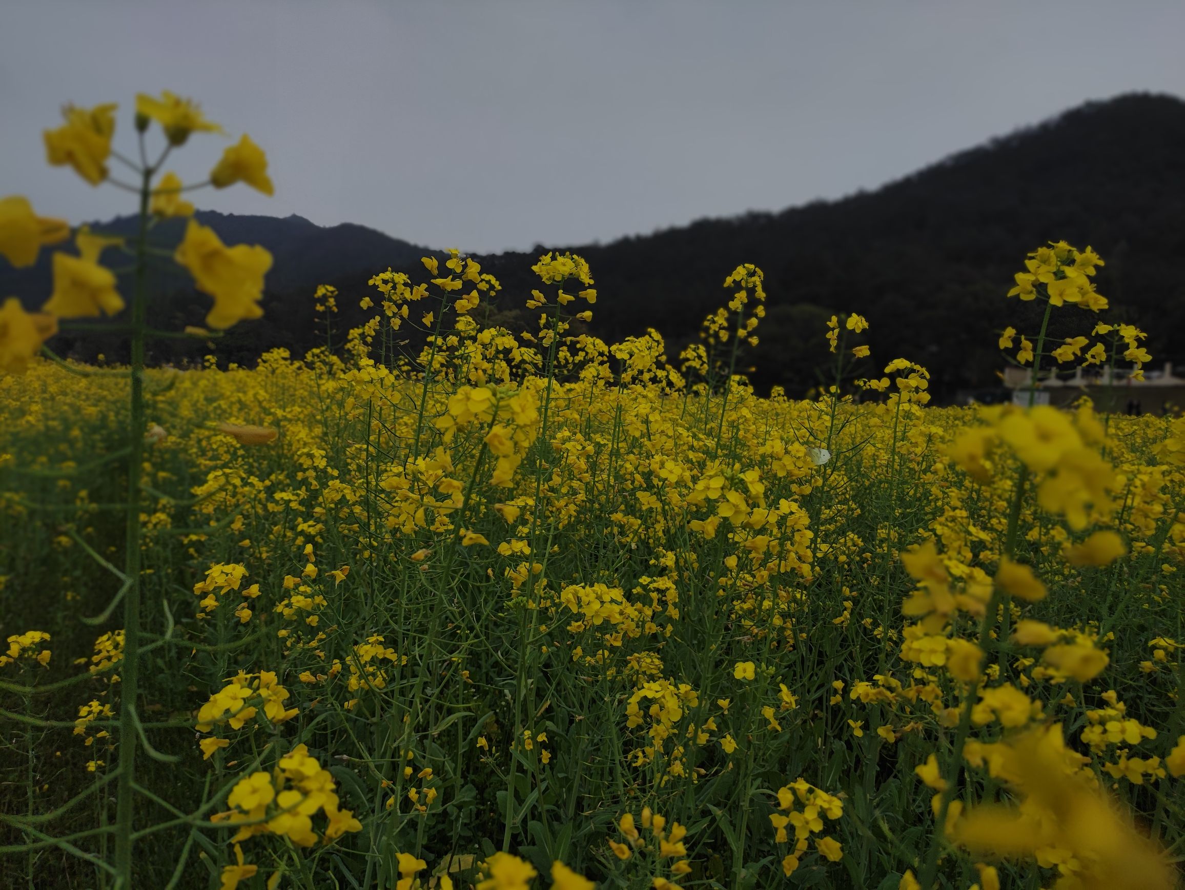 青原山风景名胜区旅行图片 1