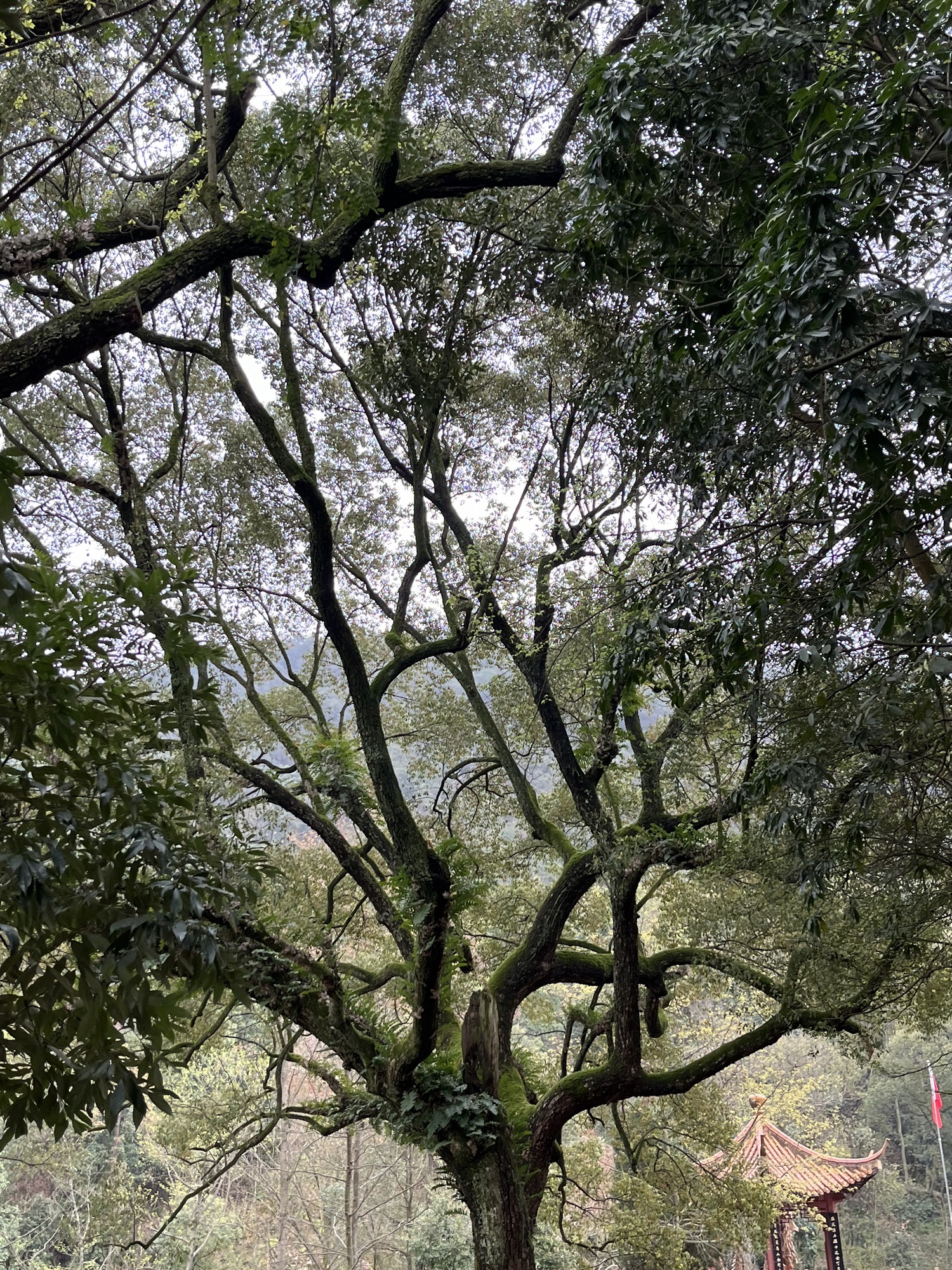 青原山风景名胜区旅行图片 3