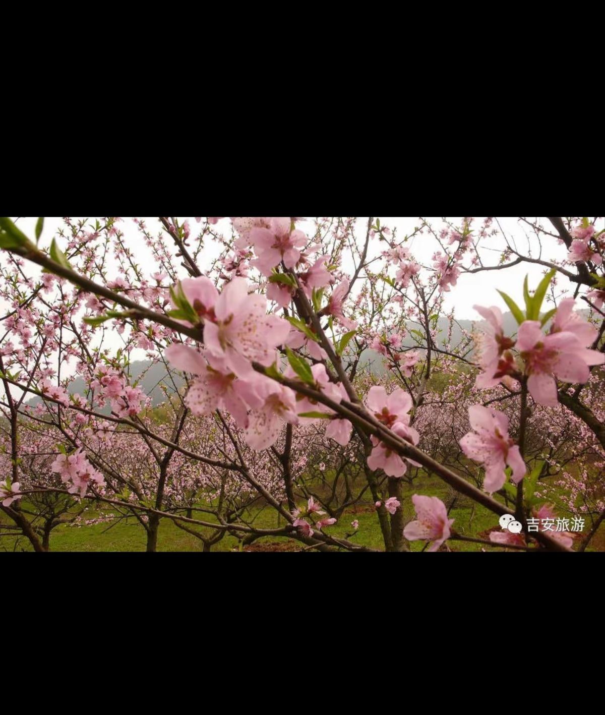 墨潭桃花岛旅行图片 3