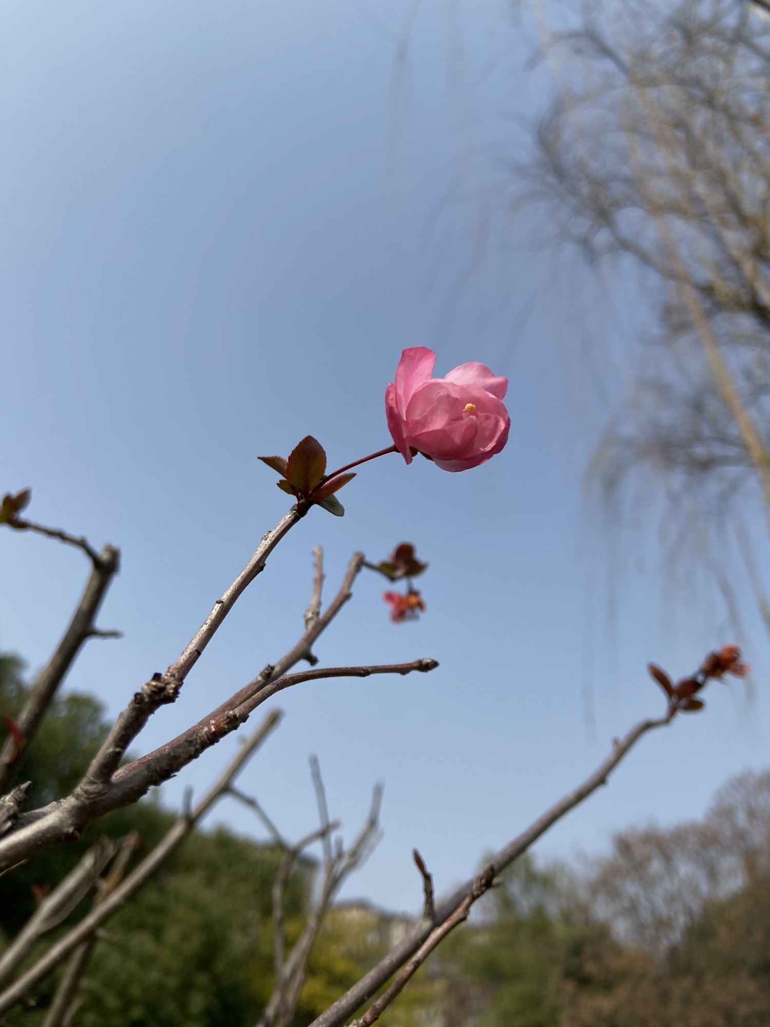 滨江公园旅行图片 1
