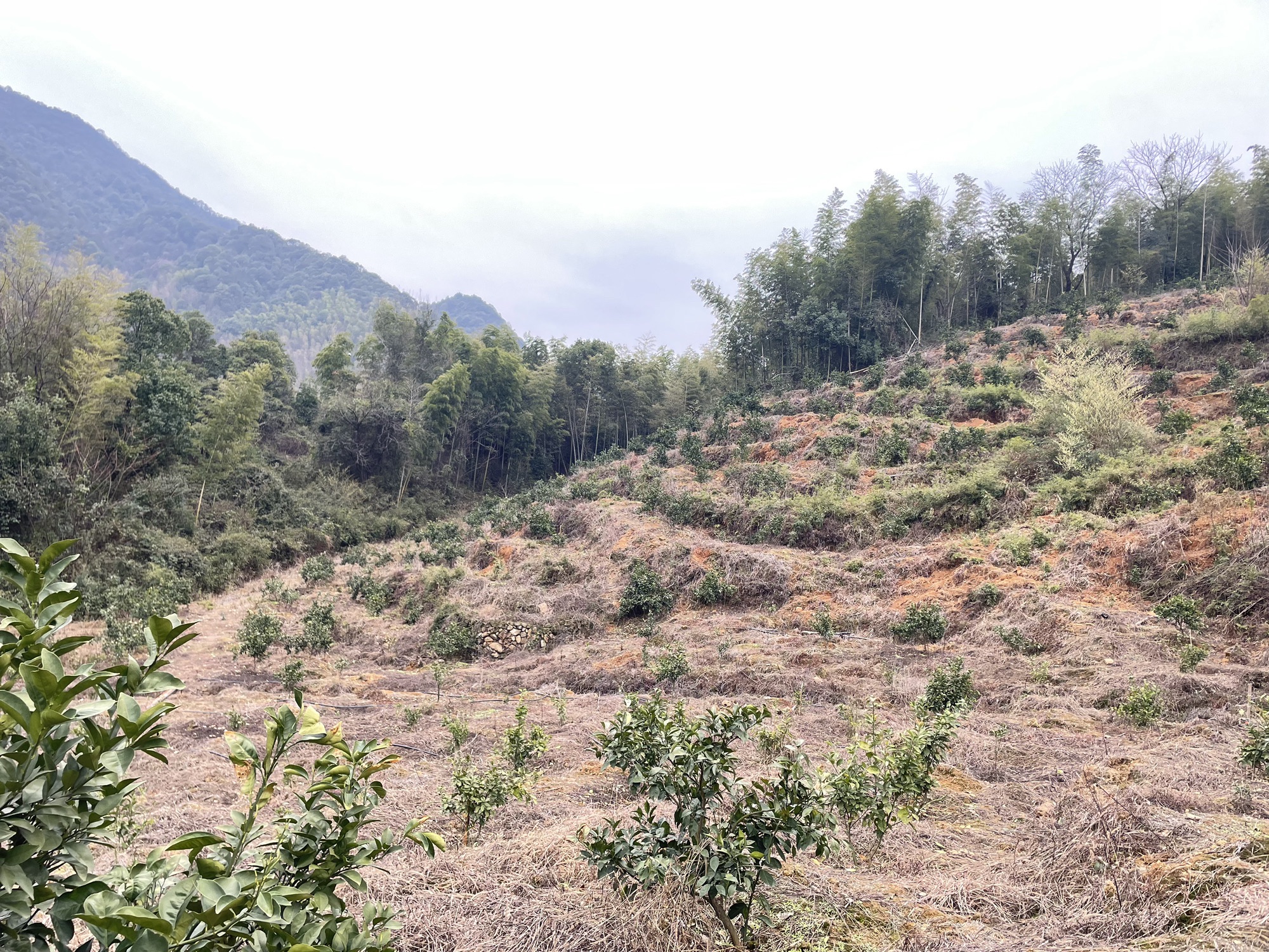 紫瑶山生态旅游区旅行图片 2
