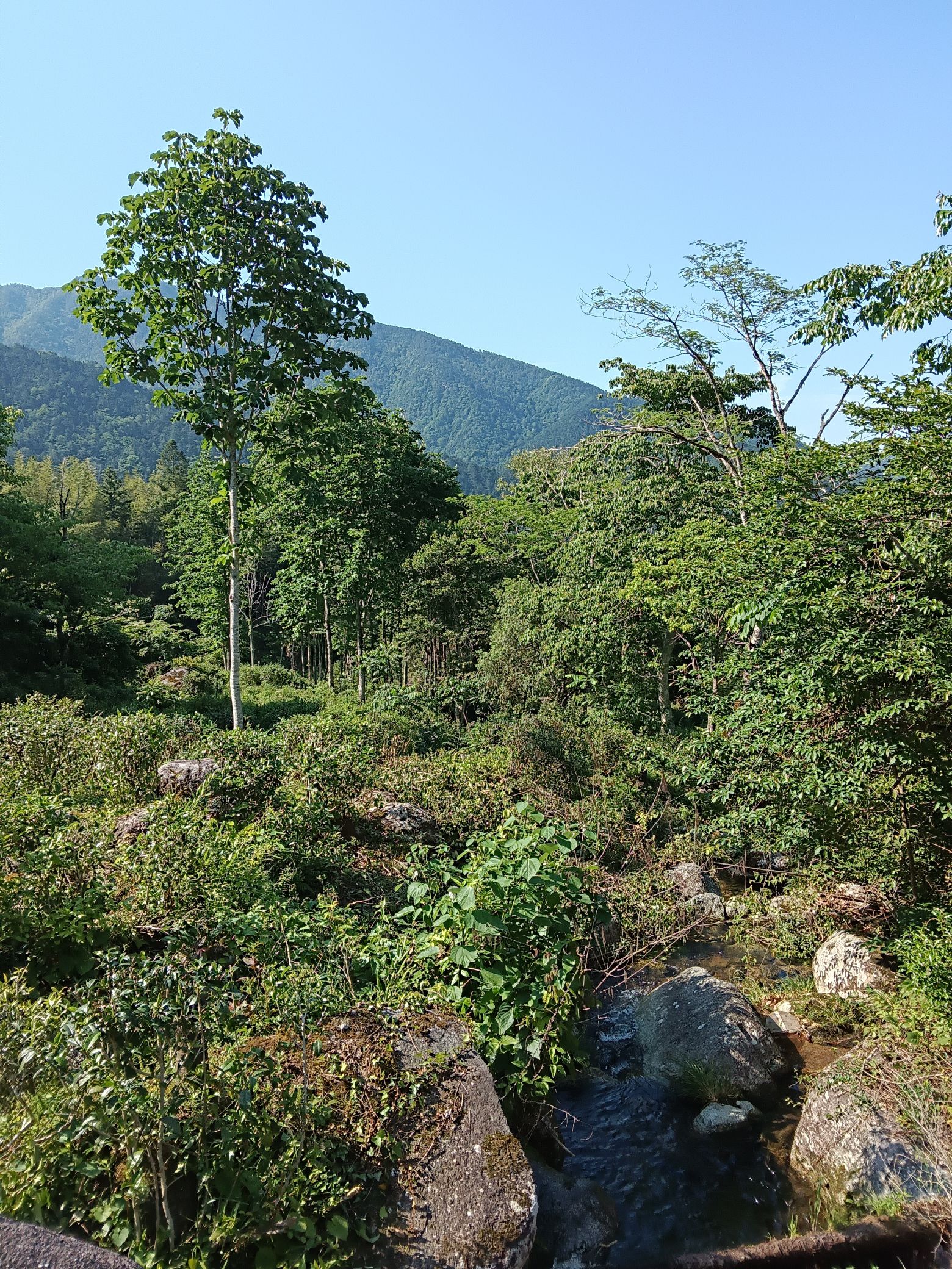 荆竹山景区